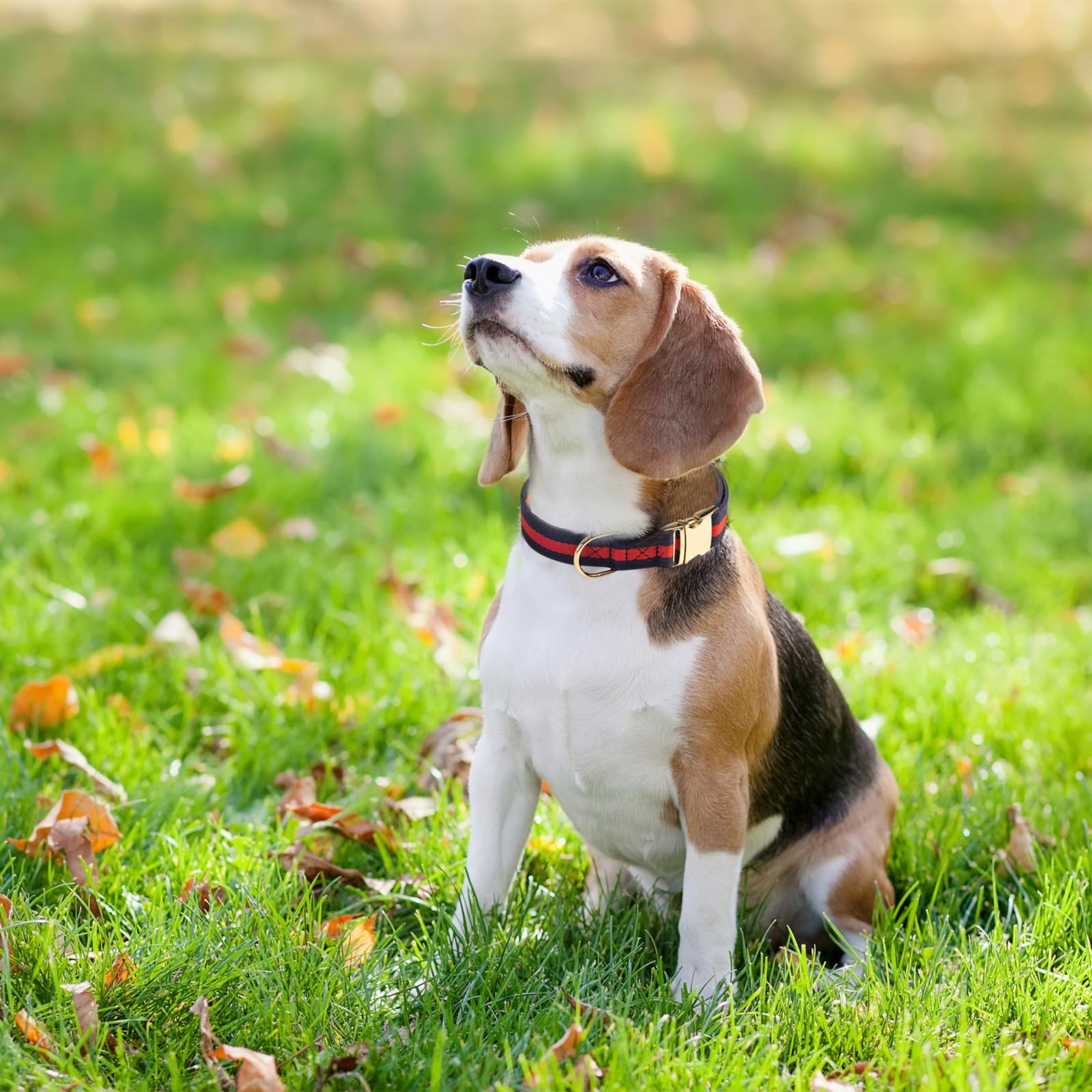 echentie Elegant and Nobility Dog Collar, Comfortable and Durable Pet Collars,Luxury Dog Collars Packing Gift for Medium Dogs