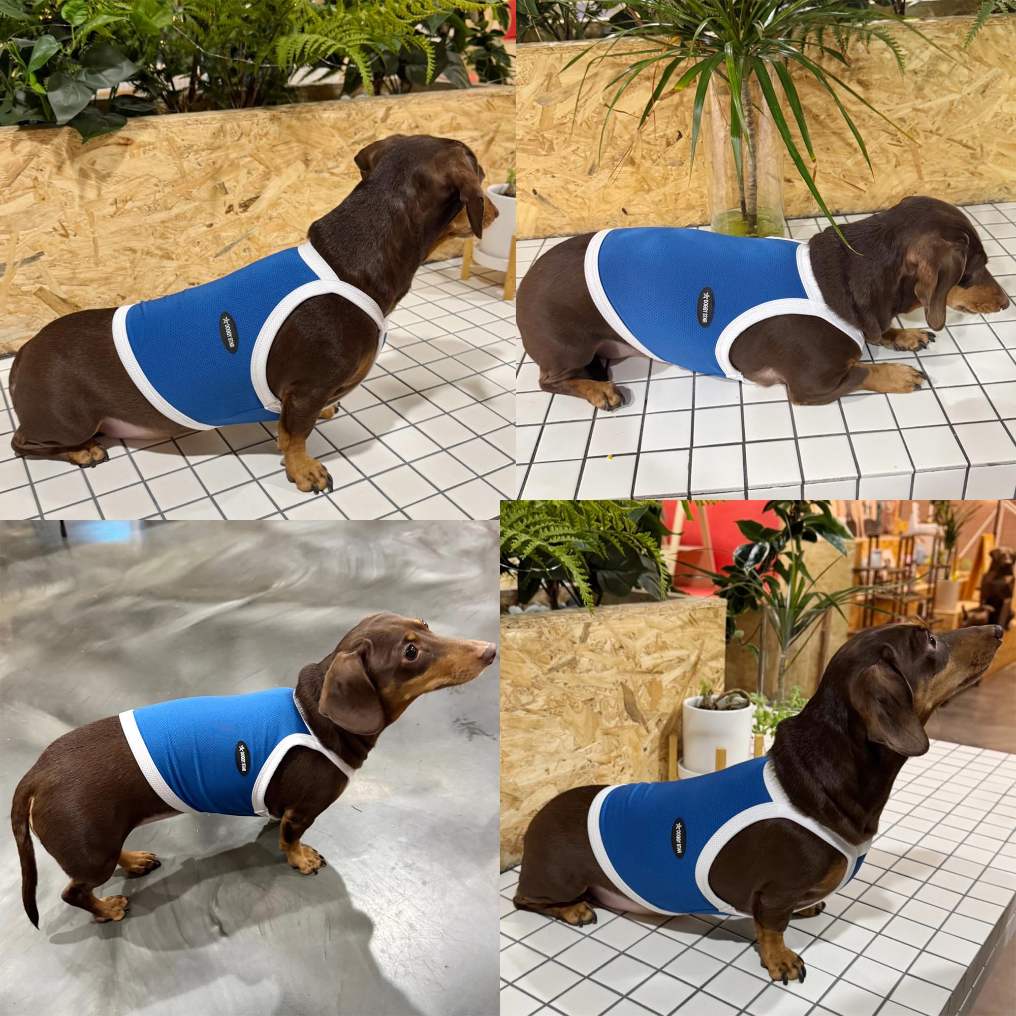 D Doggy Star Dachshund Clothes Spring Summer Cooling String T Shirt Crop Top For Dogs (L,Camisole Blue)