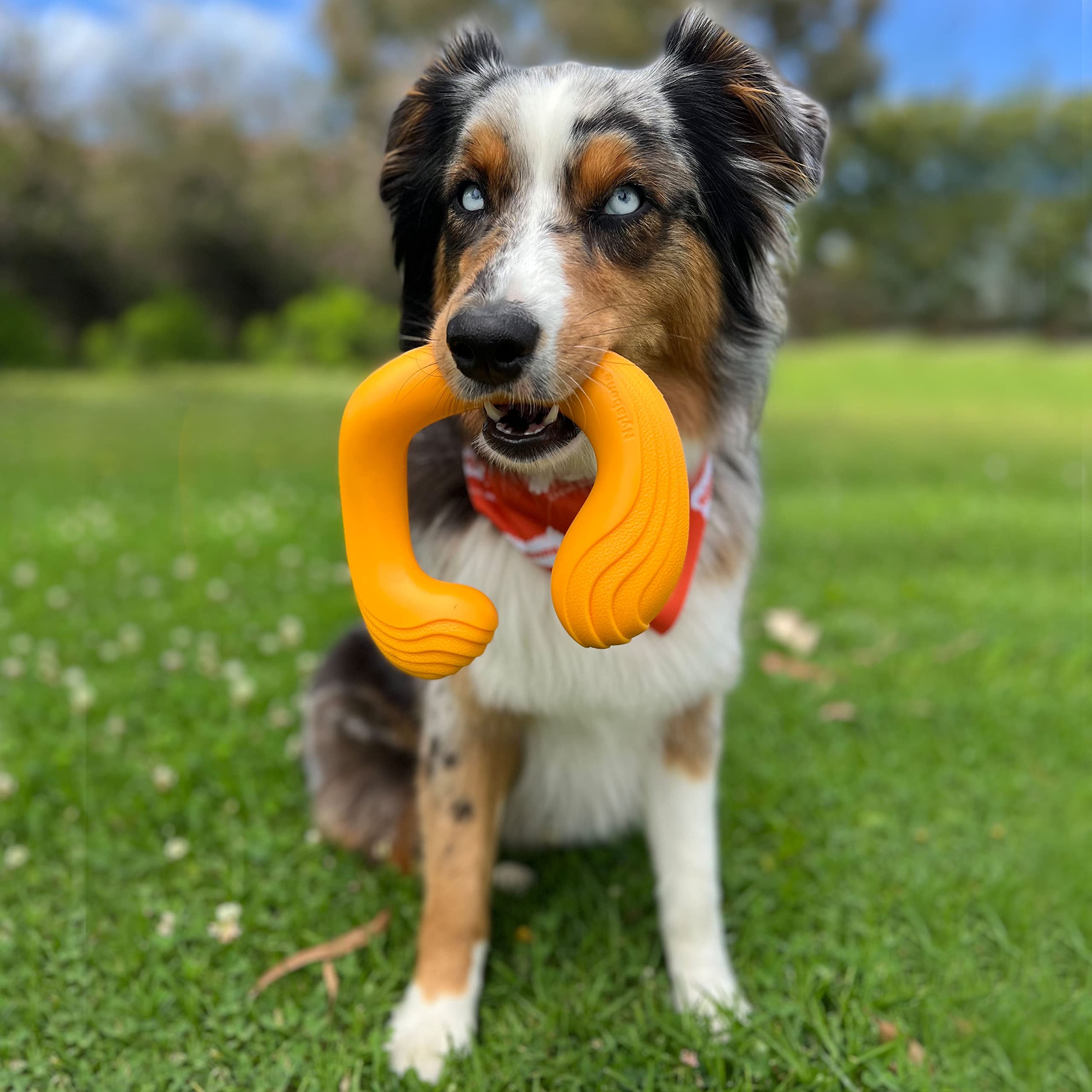 Nylabone C-Shuu Interactive Dog Toy - Lightweight Squishy Dog Chase Toy for Creative Play & Dog Exercise