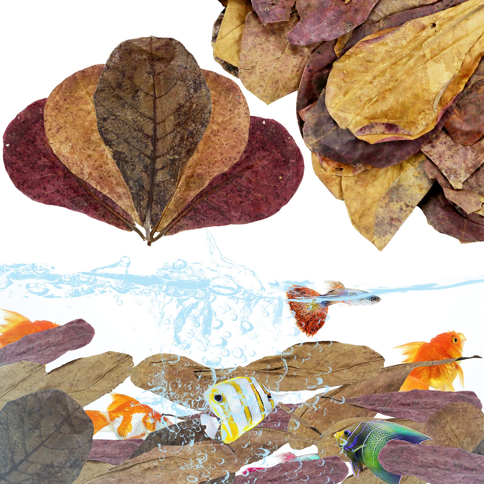 LeonBach 100 Pcs Large Catappa for Fish,5-8 Inch 250g Indian Almond Leaves Creates Native Environment,Catappa Leaves Beta Fish L