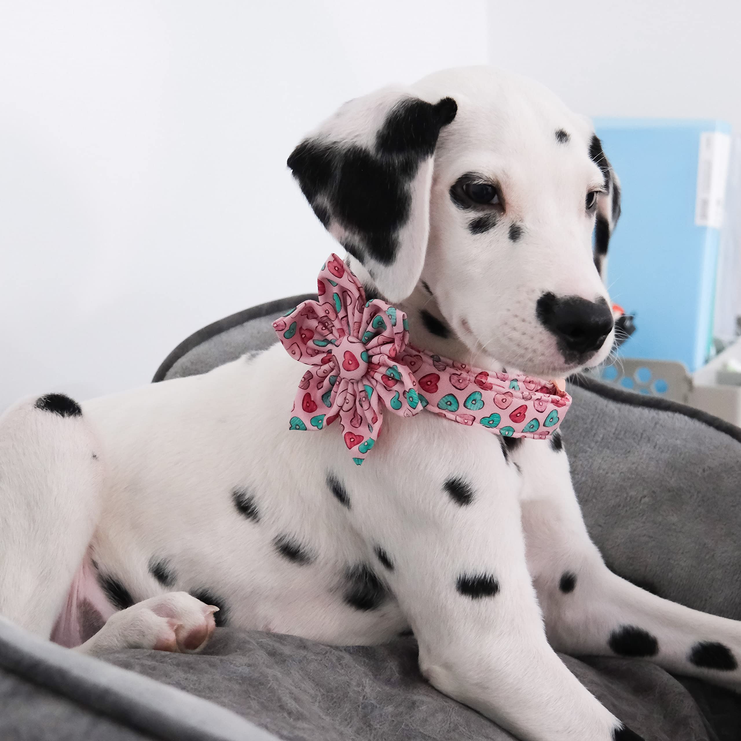 Maca Bates Flower Valentines Sweet Heart Dog Collar with Flowers for Dogs Adjustable Breakaway Red Collars Accessories for Small