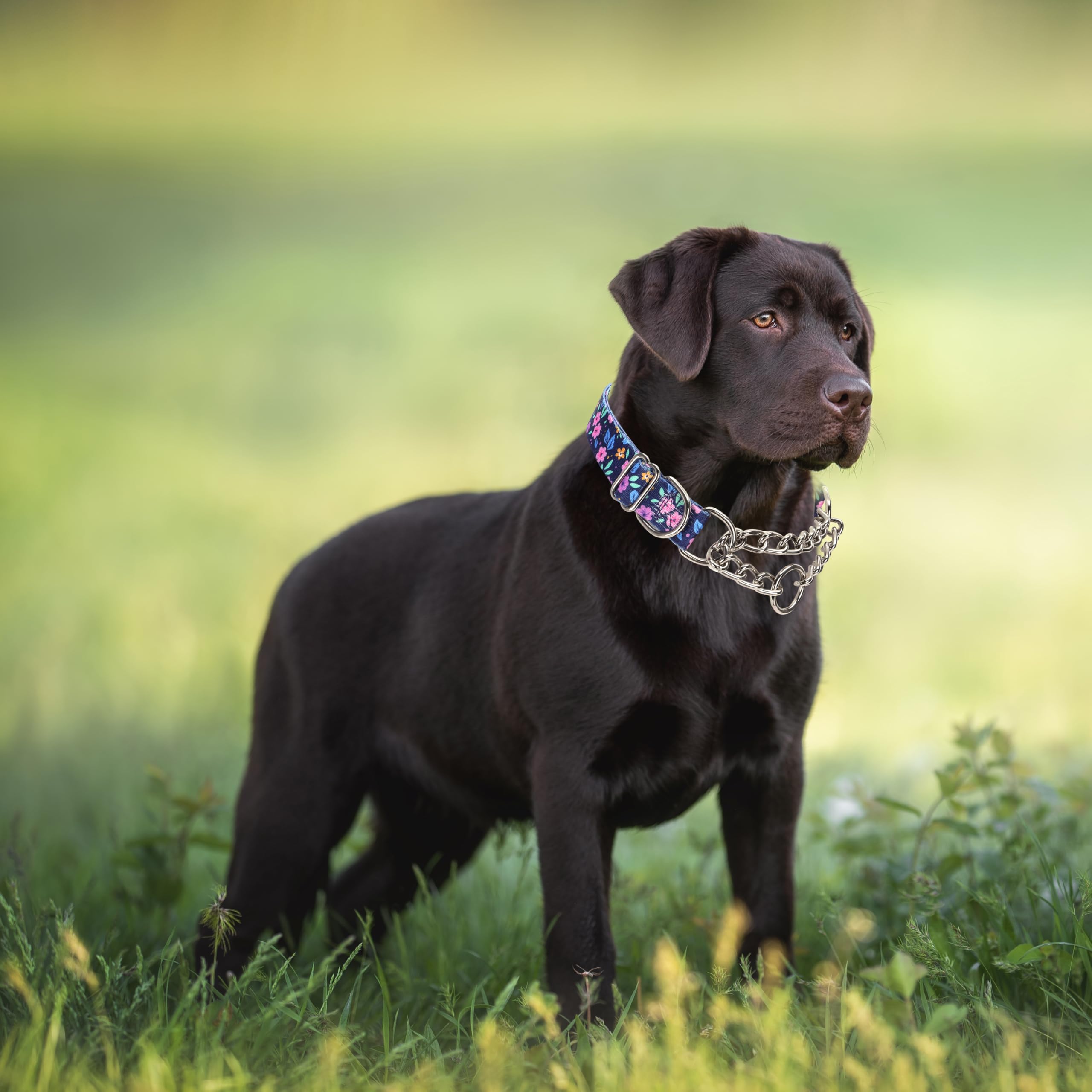 Stainless Steel Chain Dog Martingale Collar, No Pull Slip Cinch Choker Choke Collar Training Escape Proof Heavy Duty Dog Collar