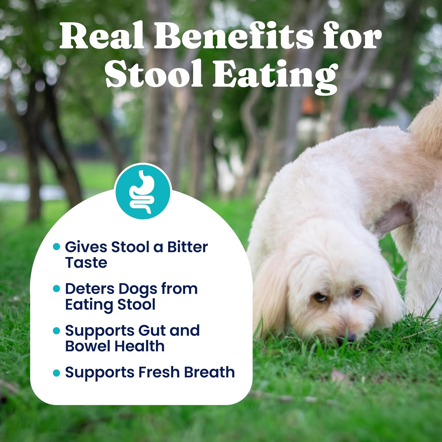 Solid Gold No Poo Chews for Dogs - Coprophagia Deterrent & Stool Eating Deterrent for Dogs that Eat Dog Poop - Stop Eating Poop