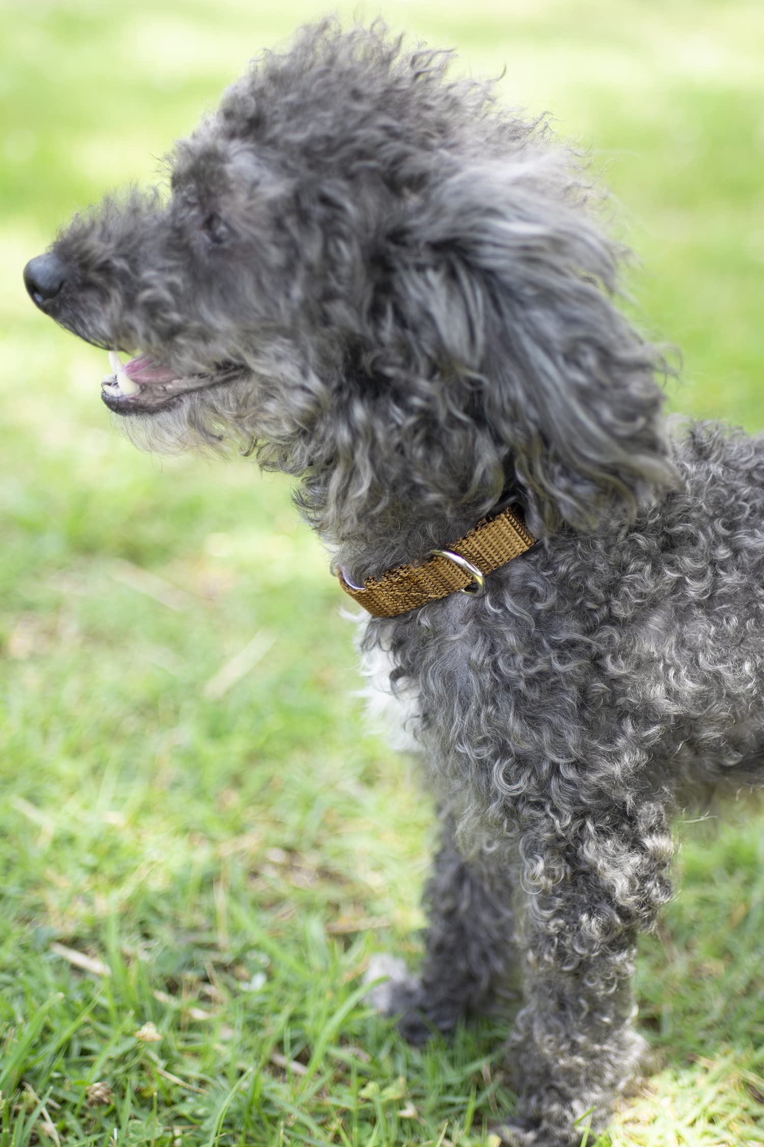 Country Brook Petz - 30+ Vibrant Colors - American Made Deluxe Nylon Dog Collar With Buckle (Micro, 3/8 Inch Wide, Coyote Tan)