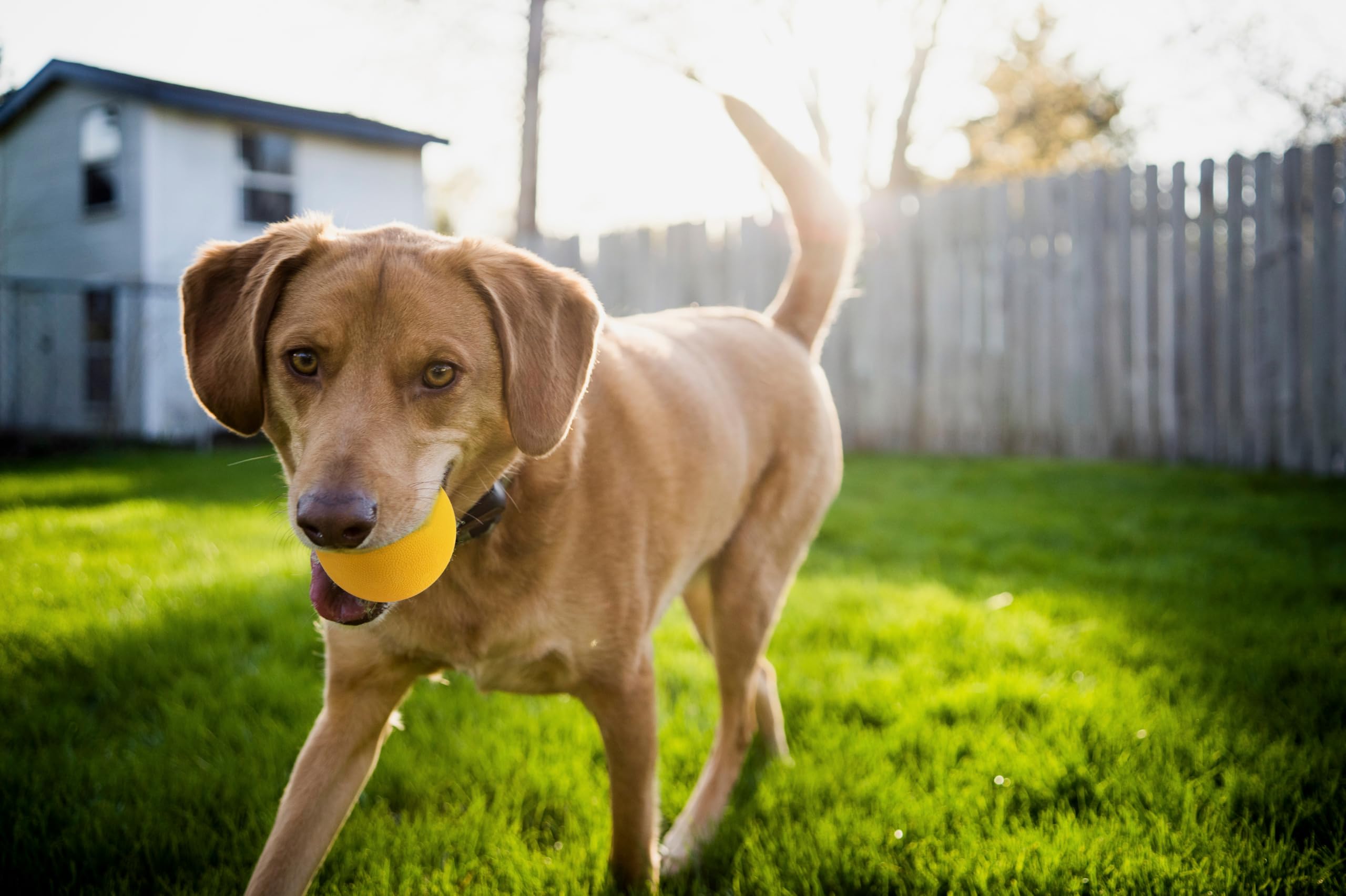 Ollydog Happy Camper Ball, Solid Rubber Bouncy Ball For Dog Aggressive Chewers, Natural Rubber, For Dogs Under 50Lbs, 2.5 Inches