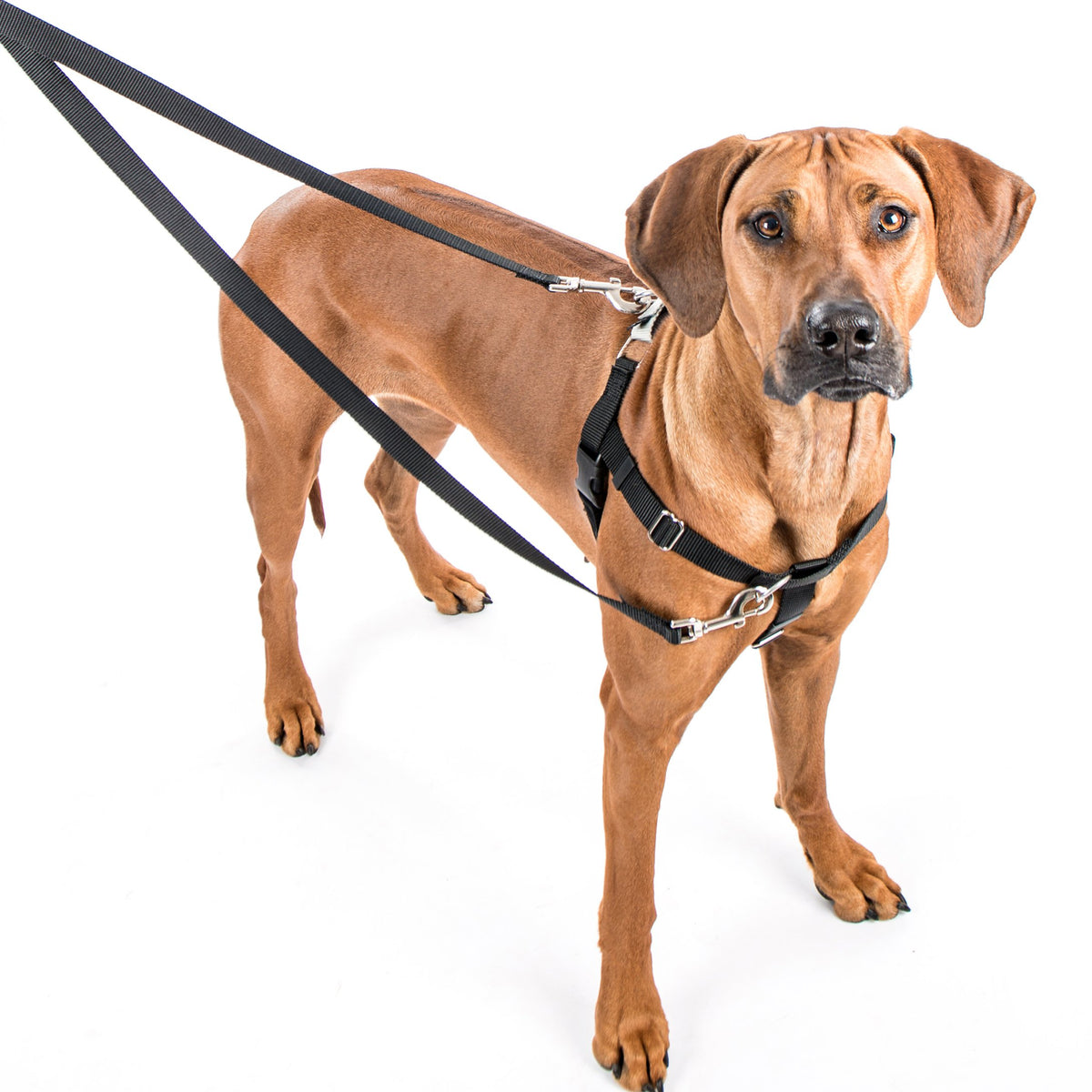 2 Hounds Design Freedom No-Pull Dog Harness Training Package, X-Large, Green