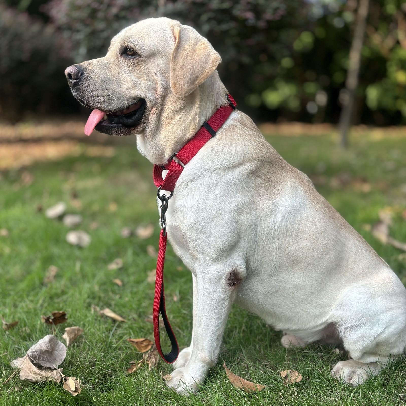 Cyclpet New 12 Inches Nylon Short Leash Dog And Comfort Padded Handle (12 Inches, Chili Pepper)