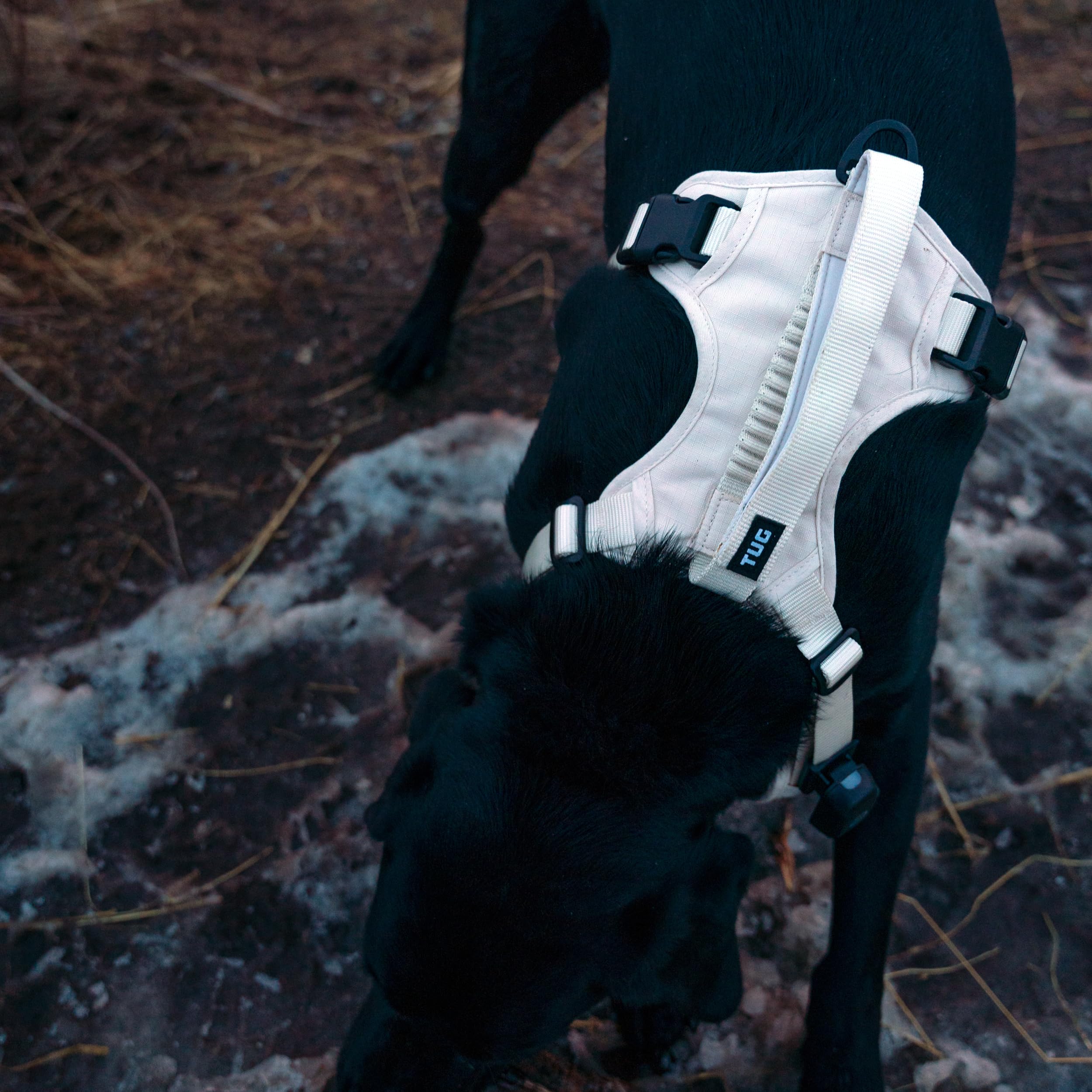 Tug Grab Dog Harness | Integrated Traffic Leash Magnetically Attached For Quick Control (Small/Cream)