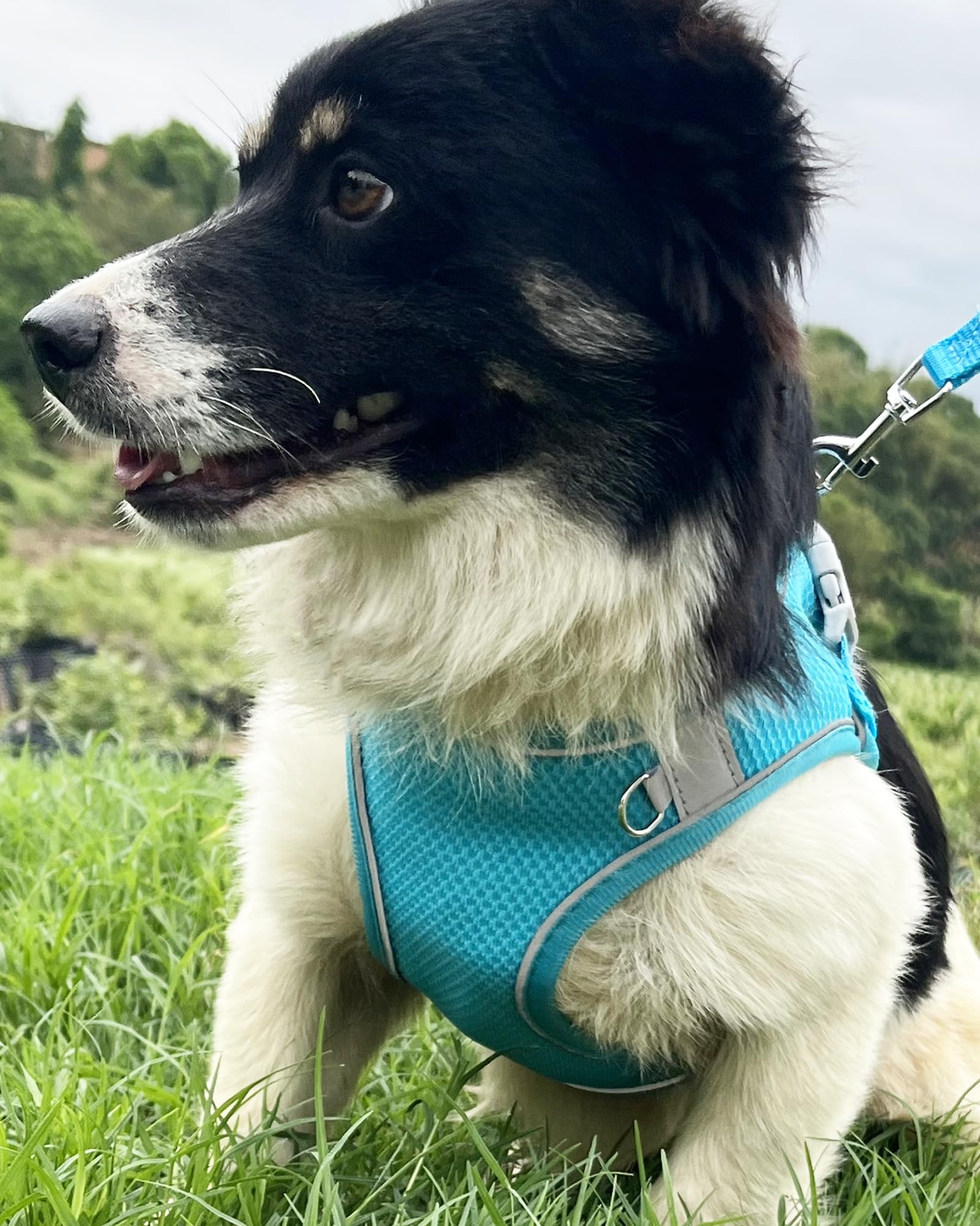 Aecllcea Puppy Harness And Leash Set Training - Dog Vest Harness For Small Medium Dogs (Blue, Xs)