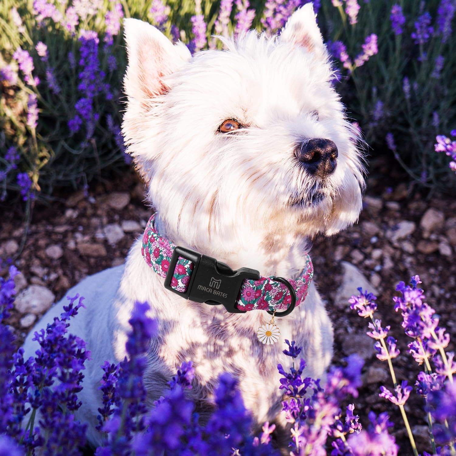 Maca Bates Spring Purple Floral Dog Collar For Dogs With Pretty Daisy Charm And Safety Bcukle Adjustable Durable Soft Basic Coll