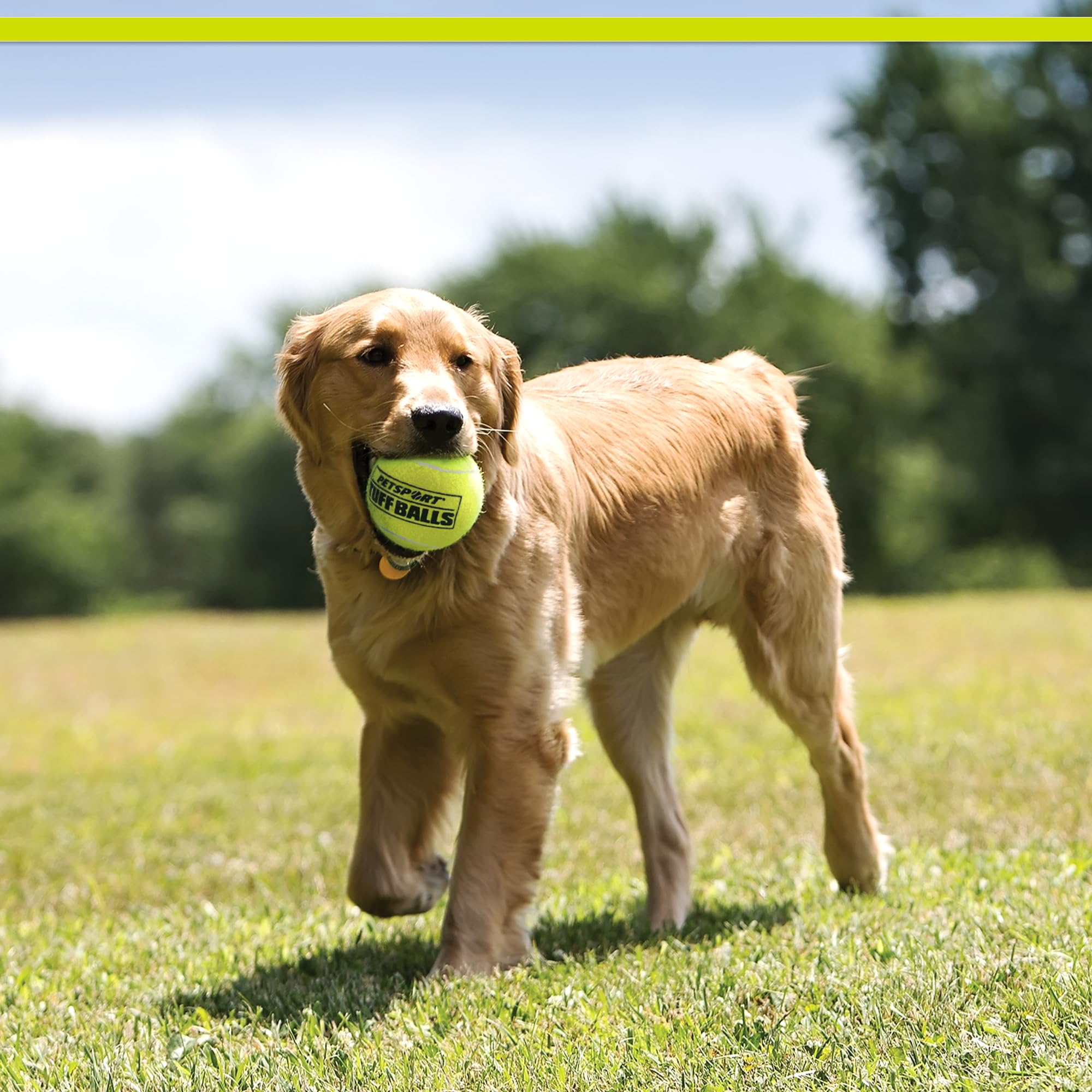 PetSport Yellow Tuff Ball - Medium Rubber Chew Toy for Dogs, 2.5 Inch, Pack of 6, Certified Non-Toxic, Ideal for Aggressive Chewers
