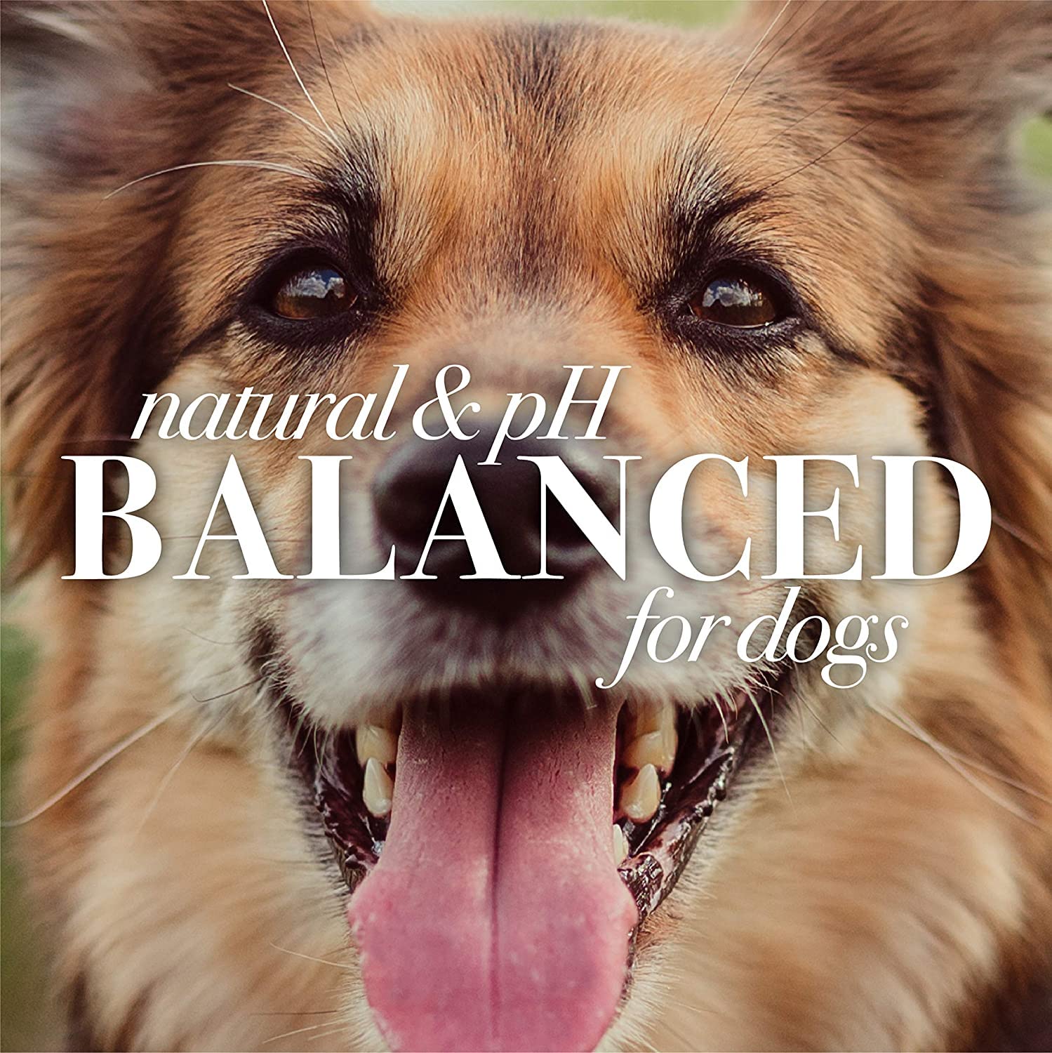 Burt'S Bees For Pets Itch Soothing Shampoo With Honeysuckle, 6Pk, 95% Natural Origin Formulas, Dog Shampoo For Itchy Dogs, Dog S