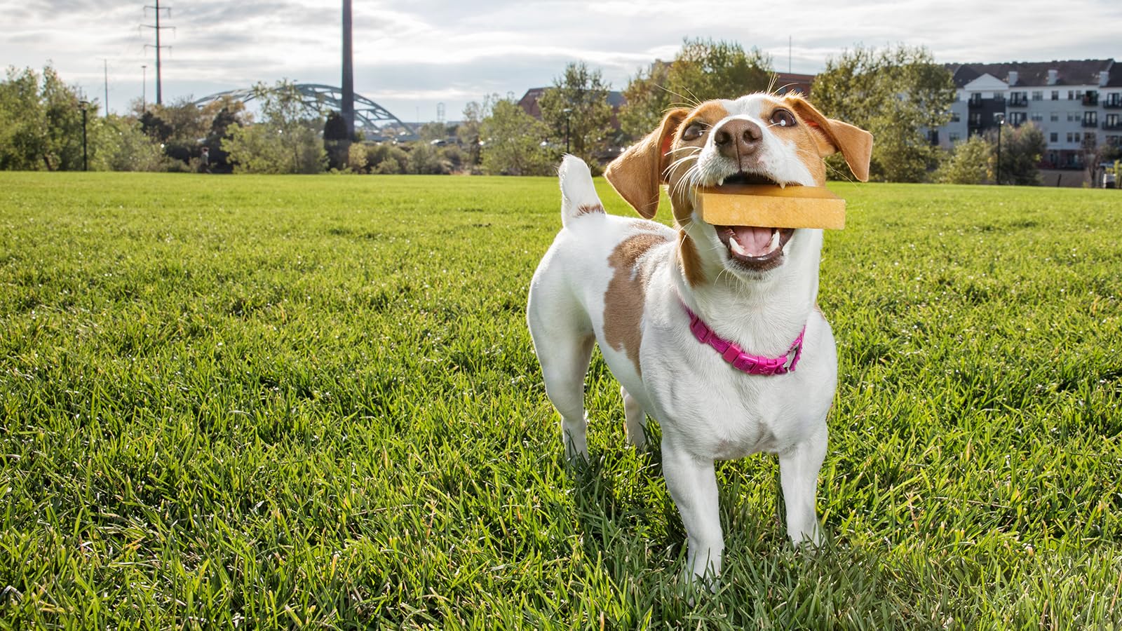 peaksNpaws Premium Yak Cheese Dog Treats - Natural Yak Chews from Himalayan Mountains - Grain Free, Lactose Free - Easily Digest
