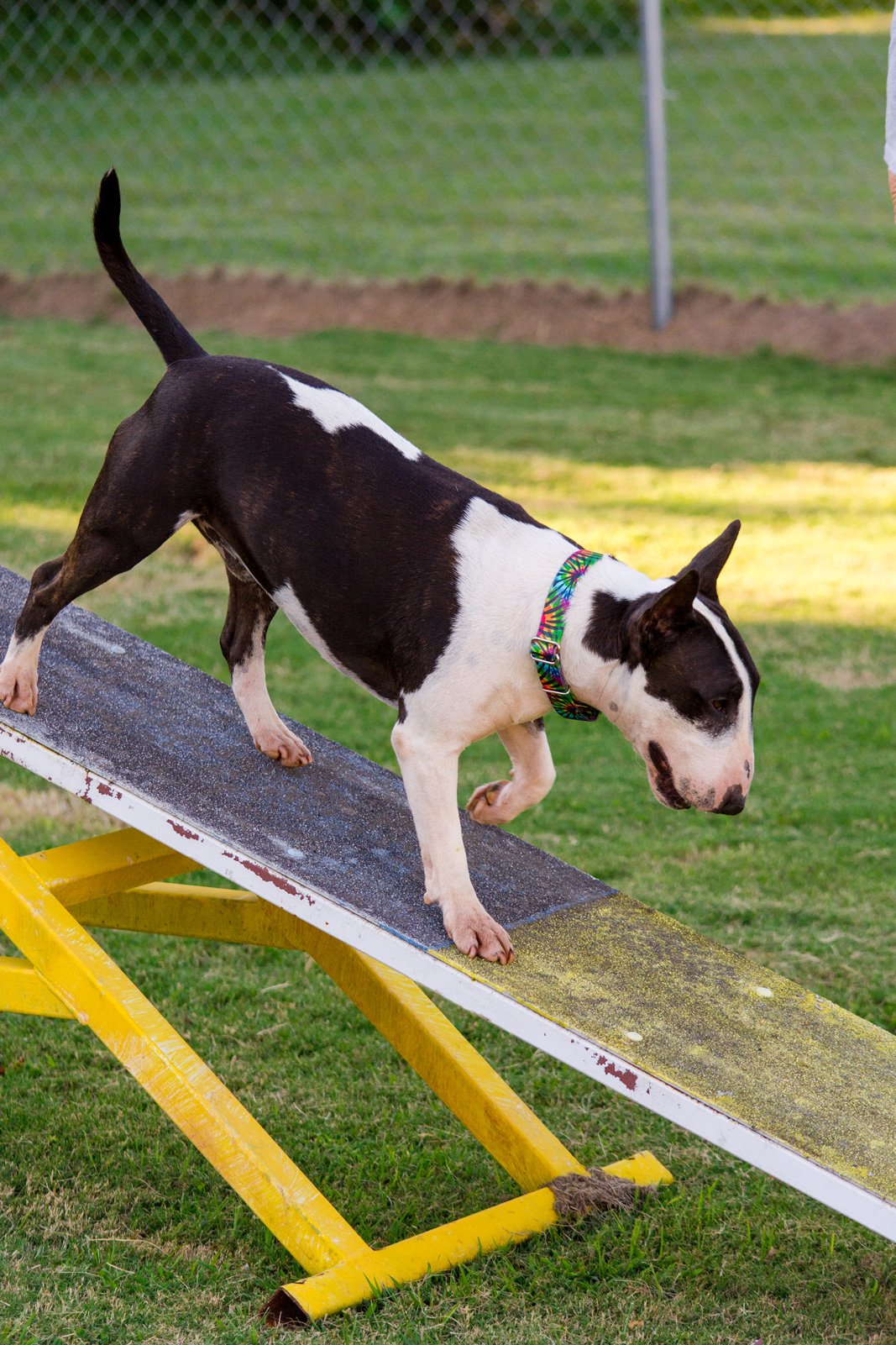 Country Brook Petz - Tie Dye Stripes Martingale Dog Collar - Groovy Collection Featuring Far Out Designs (1/2 Inch, 2XS)