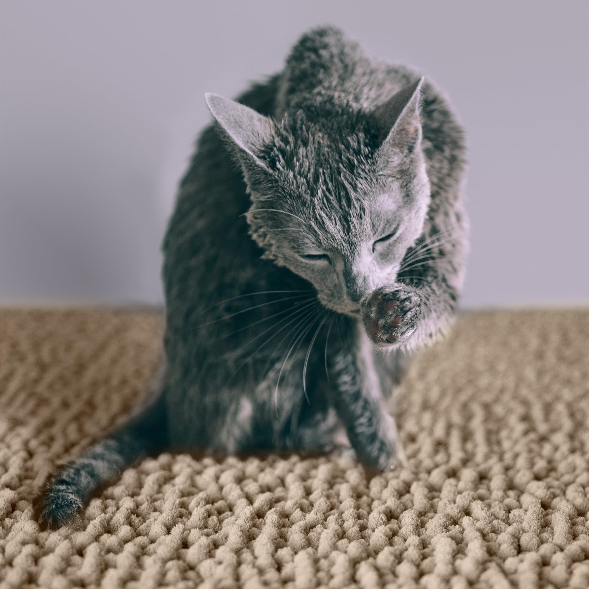 Catguru Cat Litter Mat, Medium, Extra Large, Xxl, Waterproof Litter Box Mat, Non Slip Kitty Litter Mat, Machine Washable Litter Trapping Mat, Soft Litter Tray, Cat Stuff (Xl, Sand/Heavy-Duty)