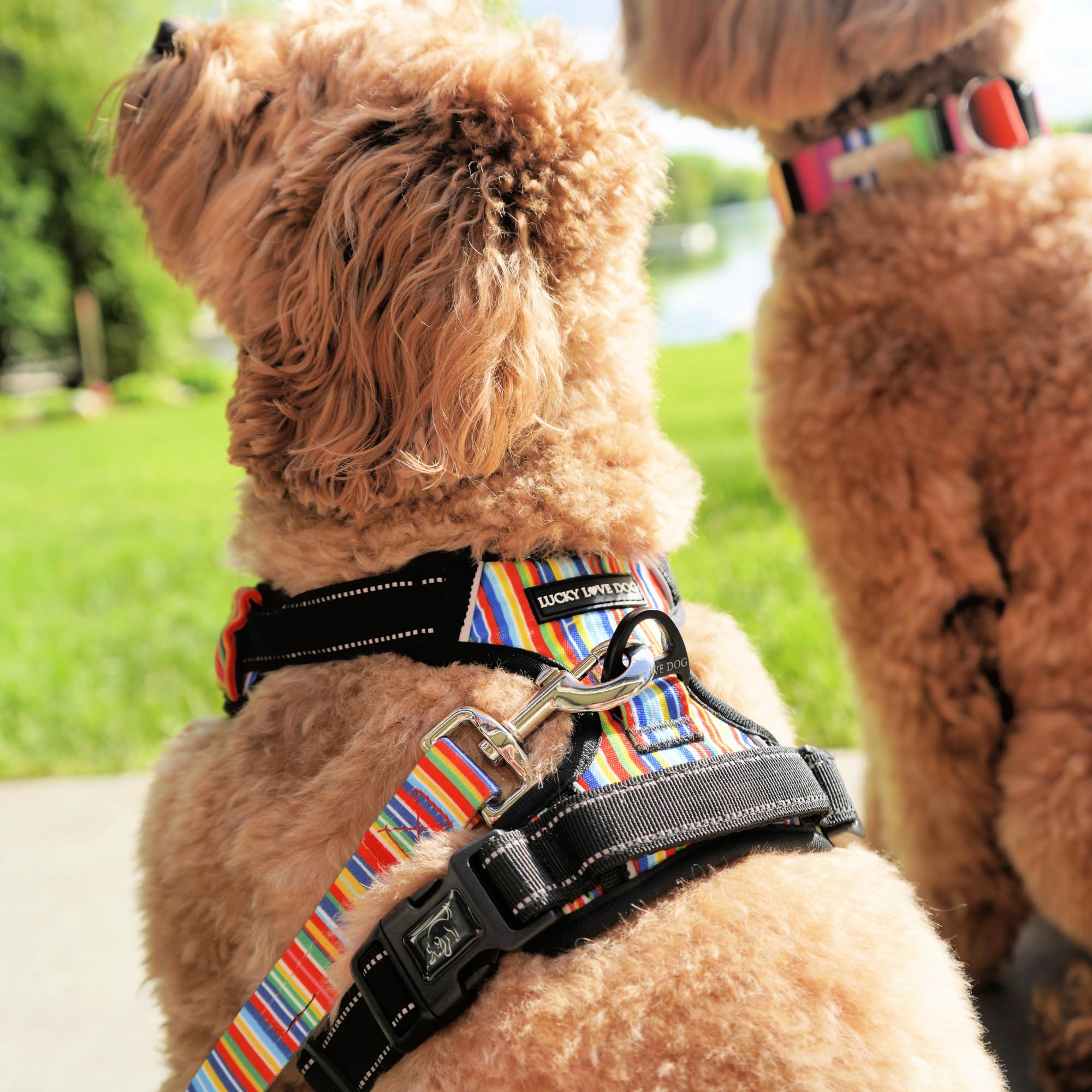 Lucky Love Dog Harness, Easy To Walk, No Pull Dog Harness, Adjustable Custom Fit (Hippie, Small)