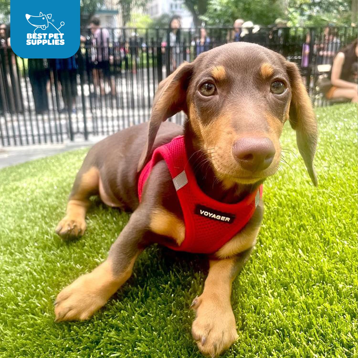 Voyager Step-In Air Dog Harness - All Weather Mesh Step In Vest Harness For Small And Medium Dogs And Cats By Best Pet Supplies - Harness (Red), S (Chest: 14.5-16')