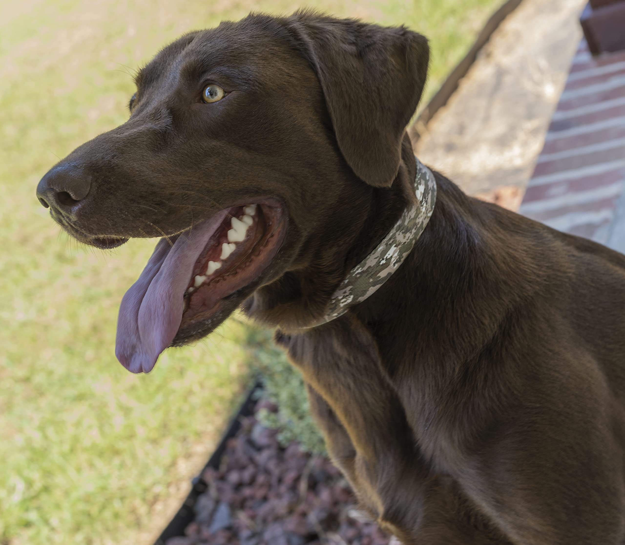 Country Brook Petz - Deluxe Desert Viper Camo Dog Collar - Made in The U.S.A., Camouflage Collection Featuring Rugged Designs (1