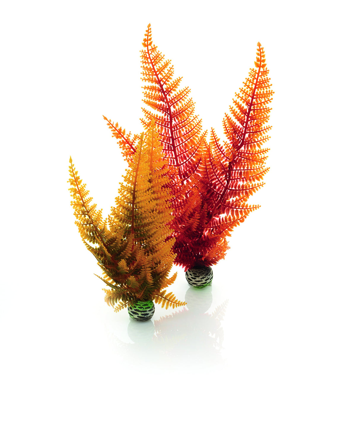Biorb Autumn Fern Plants - 2 Pack
