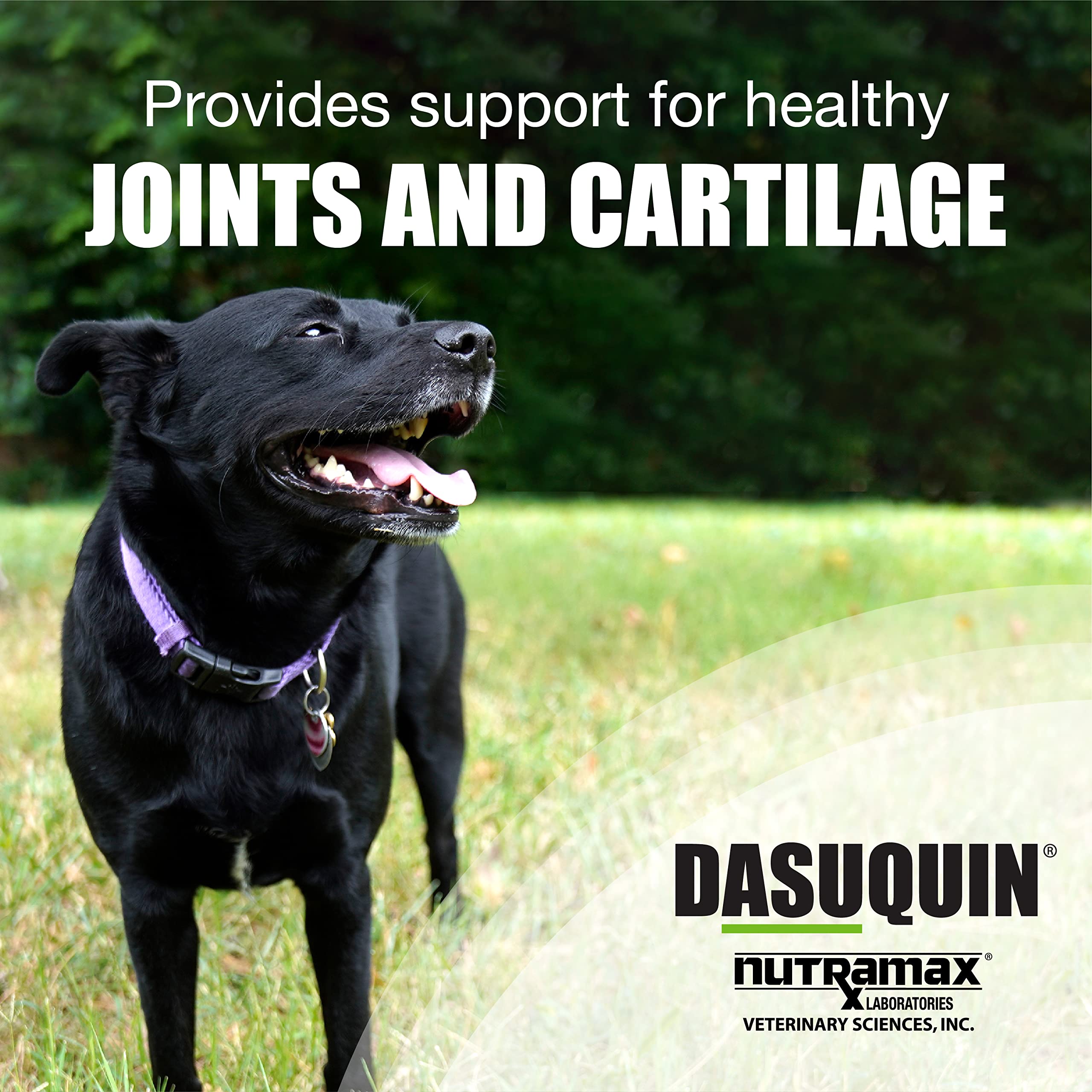 Nutramax Dasuquin Joint Health Supplement for Small to Medium Dogs, 84 Soft Chews with Glucosamine, Chondroitin, and Boswellia Extract