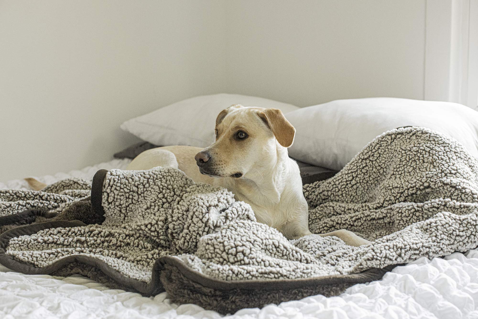 Pet Parents Pawtect Blanket, Premium Waterproof Cat & Dog Blanket with WickQuick & Sherpup Technology, Puppy Blanket, Waterproof