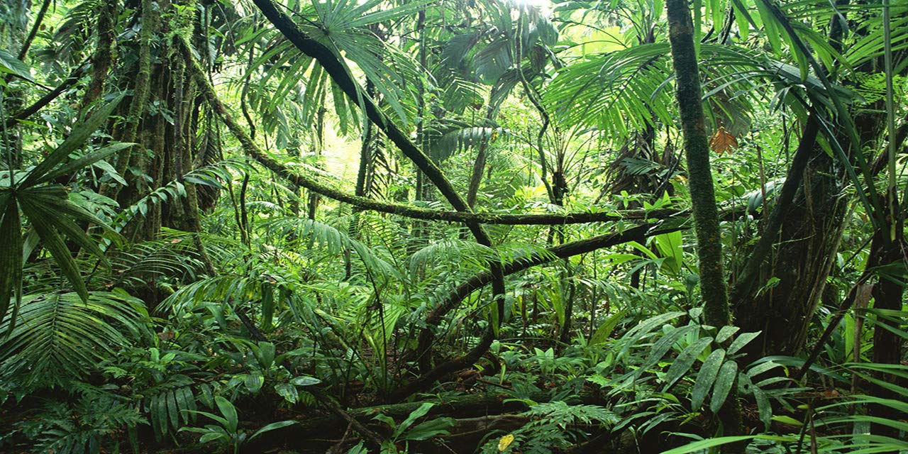 Bns Reptile Habitat, Terrarium Background, Deep In The Jungle - Various Sizes (12''X36'')