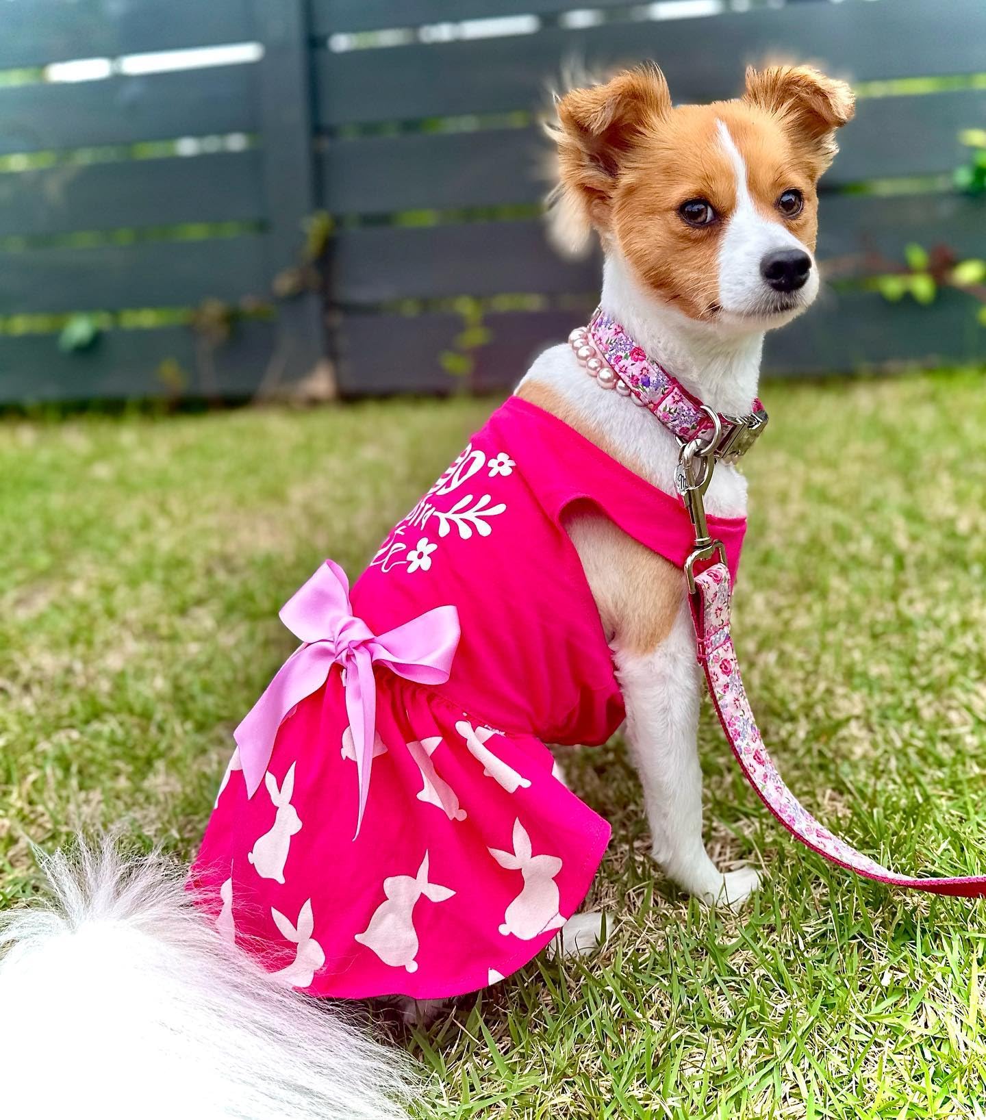 Fitwarm Eggstra Cute Easter Outfit, Bunny Dress, Holiday Clothes For Small Dogs & Cats, Hot Pink, Xxs