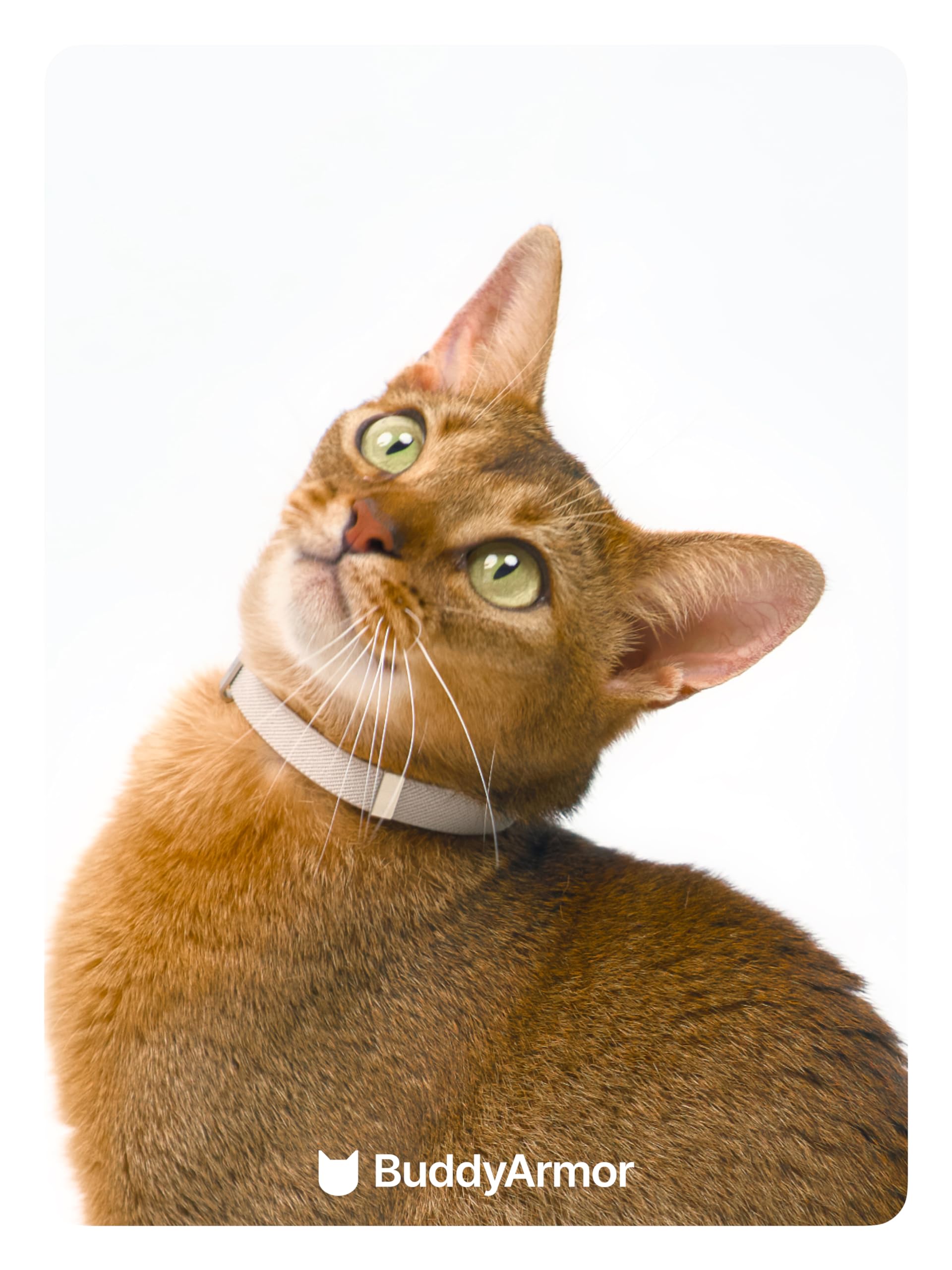 Buddyarmor Safety Cat Collar - U.S. Ida Gold Awarding Design, Stretch Elastic Quick Release, Non Breakaway - Light Weight For Kitten, Neck Fit 5.9'-11.8' For All Small Large Cat,S(Monet Purple)