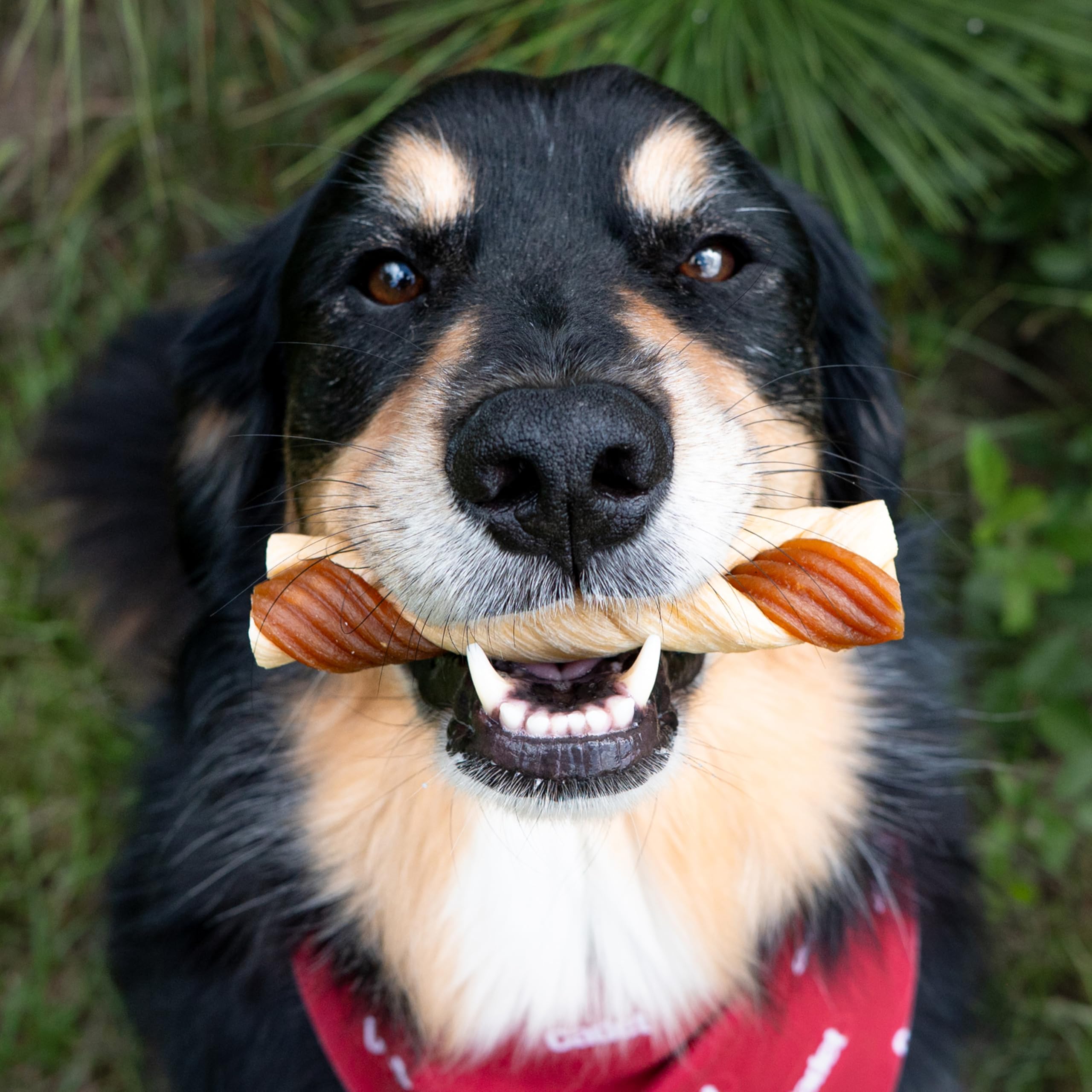 Cadet Chewalicious Chewy N Crunchy Braid Dog Treats, Limited Ingredient, Rawhide-Free, Long-Lasting Chews for Dogs Made with Re
