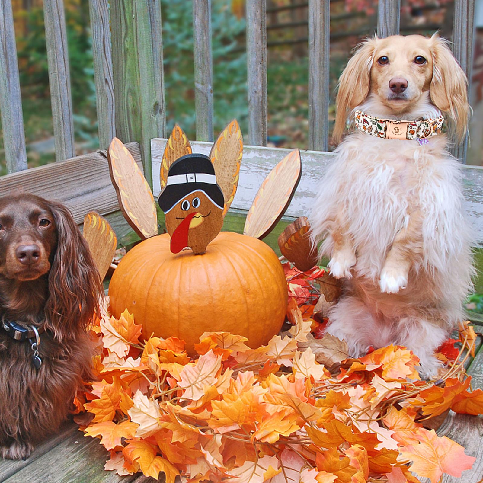 Elegant Little Tail Thanksgiving Dog Collar, Fall Turkey Print Pet Collar Durable Dog Collars Male Or Female Holiday Pet Gift Ad