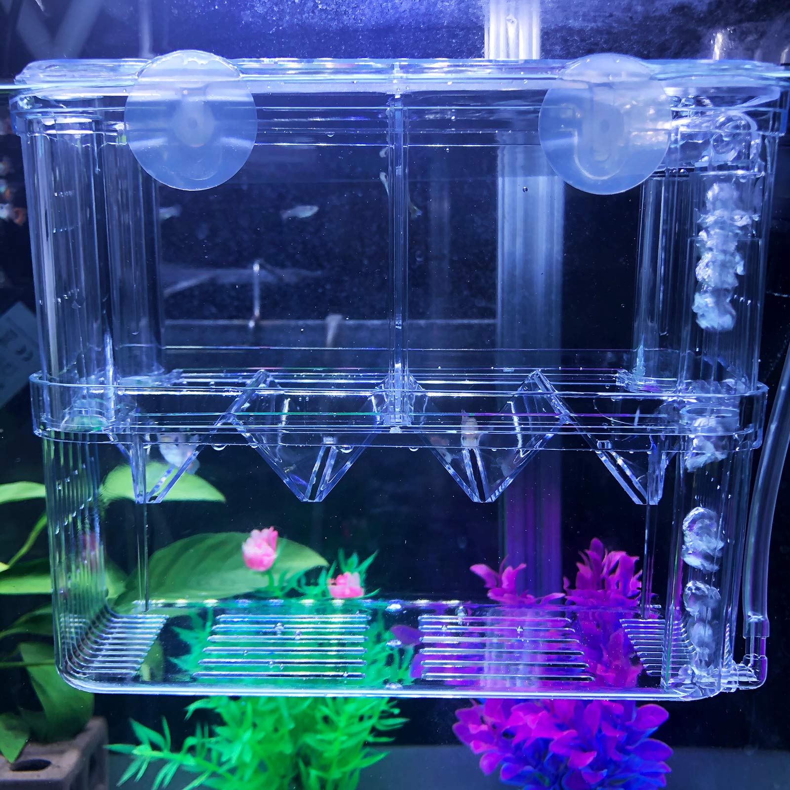 J-star Large Clear Acrylic Fish Breeder Box - Ideal for Betta, Guppy, Killifish, Shrimp, and Clownfish Isolation