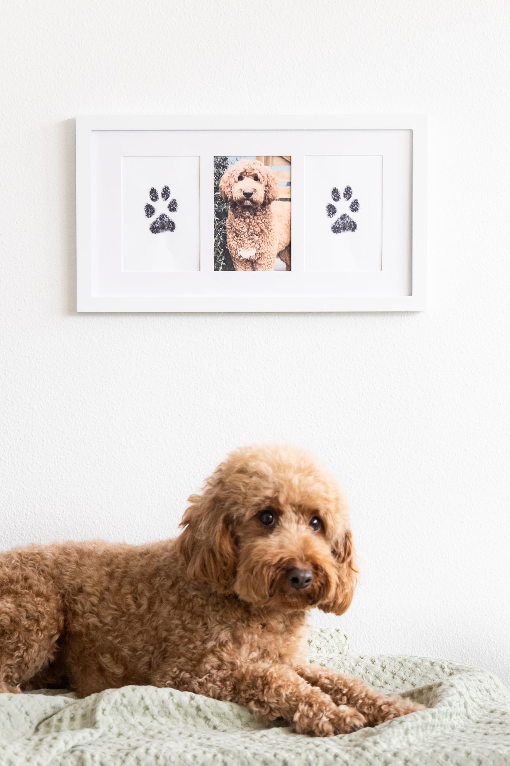 Pearhead Pet Paw Print Photo Frame with Clay Imprint Kit, Pawprint Making Kit, Cat or Dog Memorial Keepsake Gift