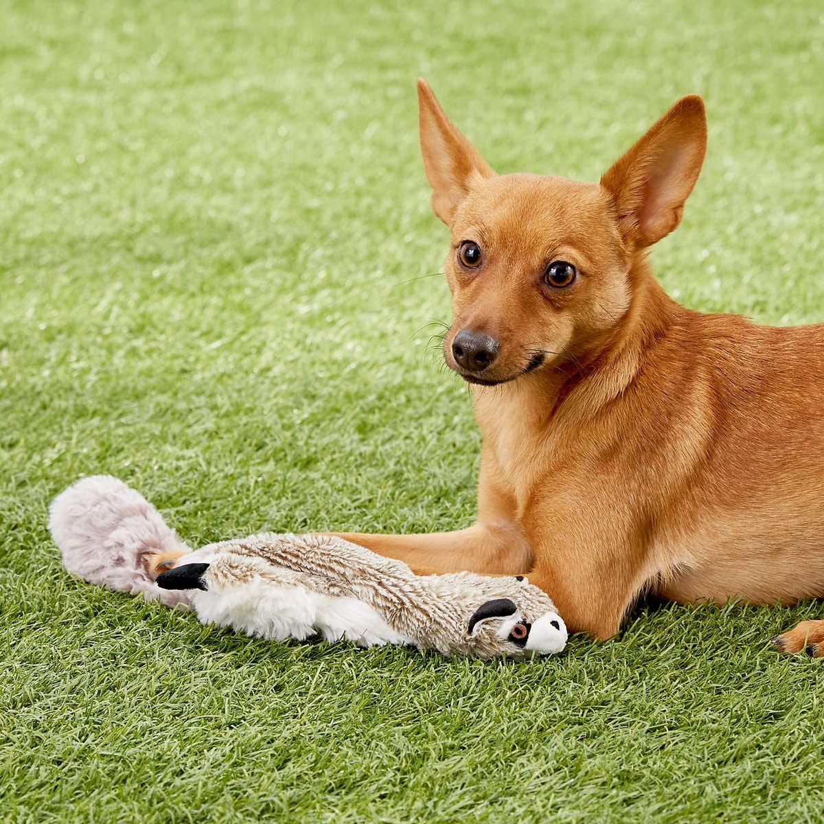 Spot Mini Skinneeez | Stuffless Dog Toy With Squeaker For All Dogs | Tug-Of-War Toy For Small And Large Breeds | 14'' | Raccoon