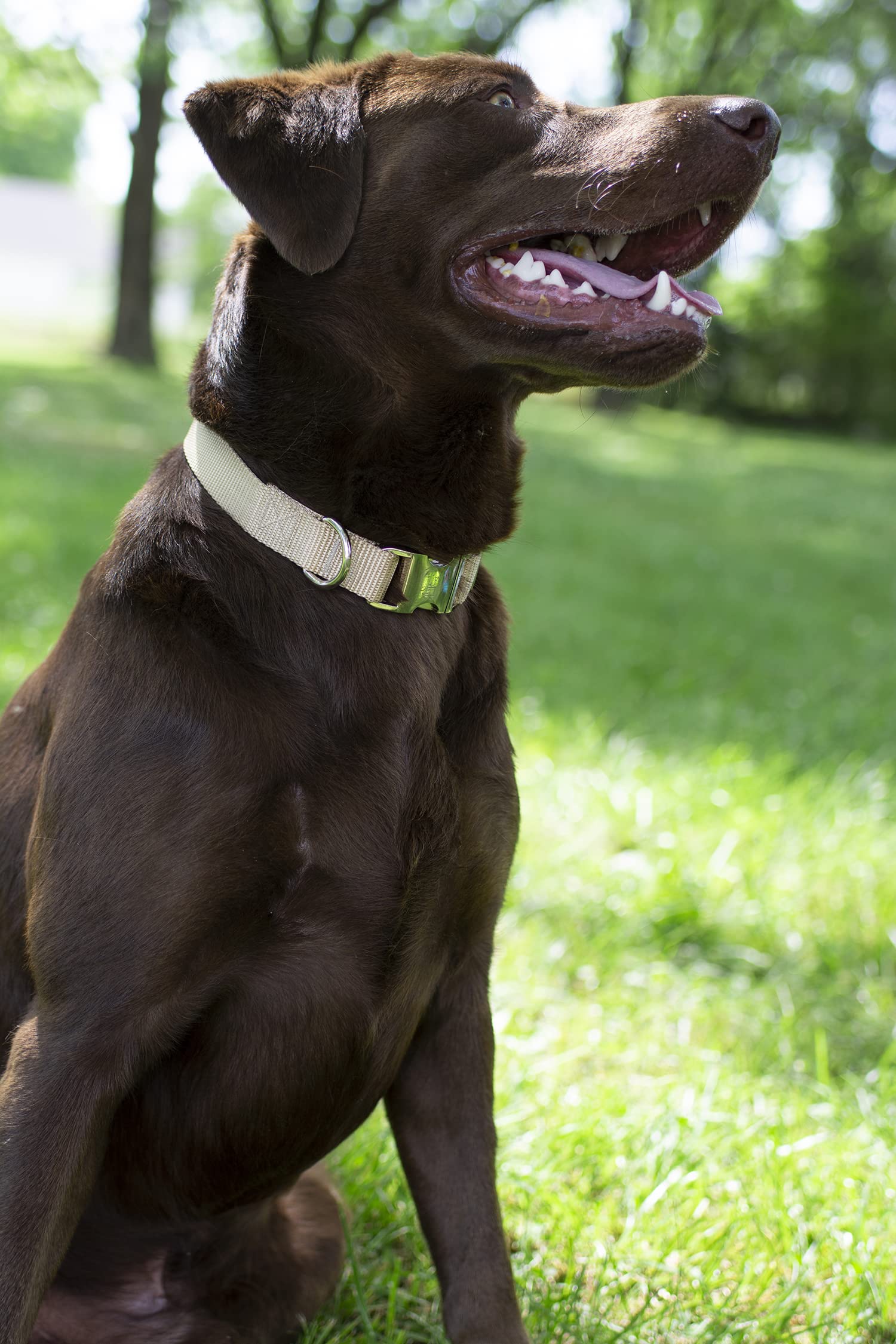 Country Brook Design - Vibrant 30+ Color Selection - Premium Nylon Dog Collar With Metal Buckle (Medium, 3/4 Inch, Copper Gold)