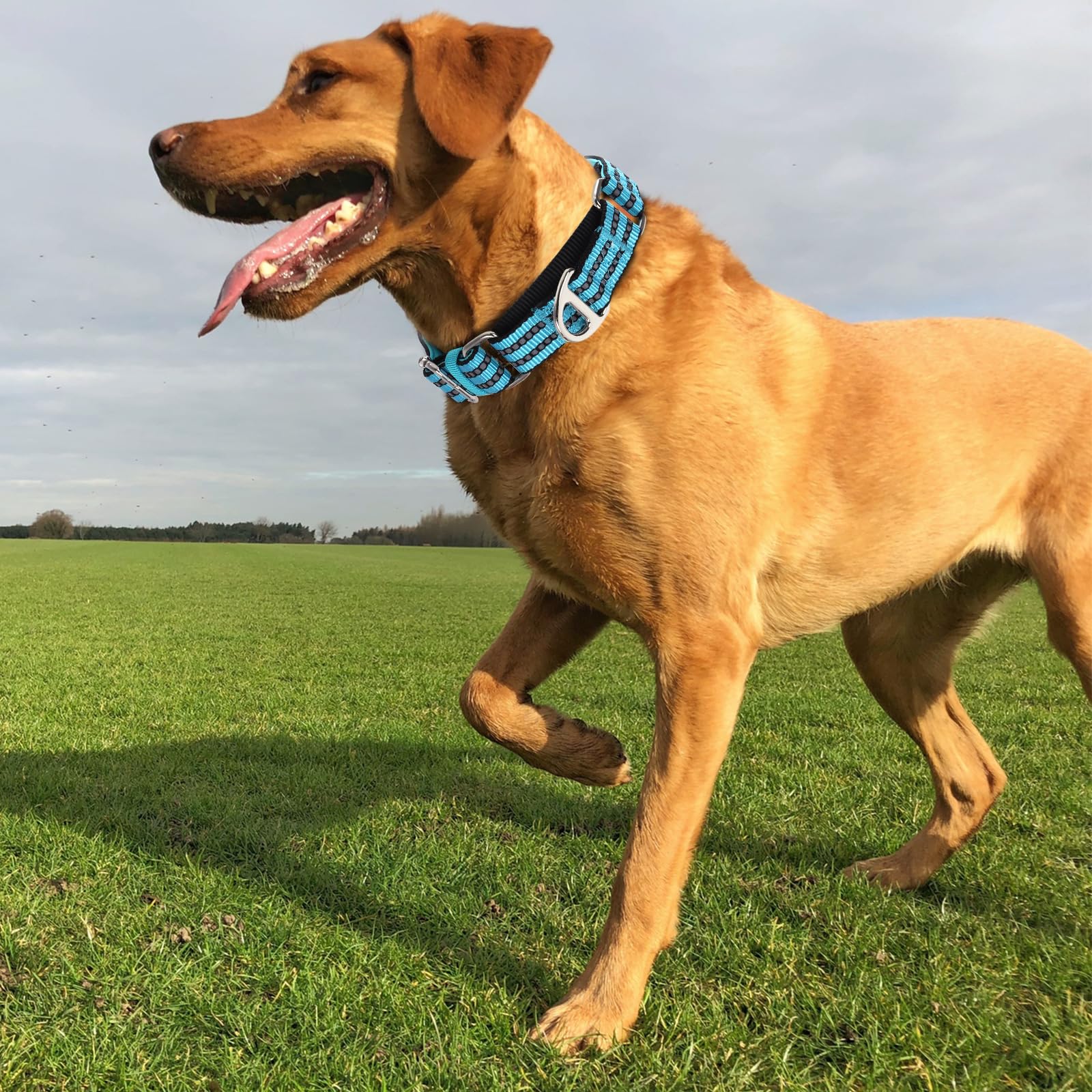 Martingale Dog Collars For Large Dogs, Reflective Nylon No Pull Choke Collar With Padded Heavy-Duty Metal D-Ring No Buckle For N