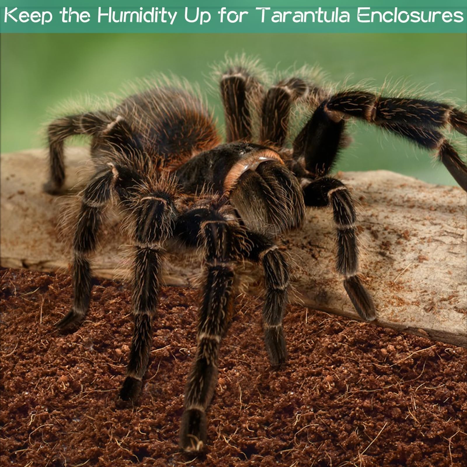 Halatool 2Pack Coconut Fiber Substrate for Reptile & Amphibians Natural Premium Coco Husk Terrarium Bedding for Tortoise Habitat