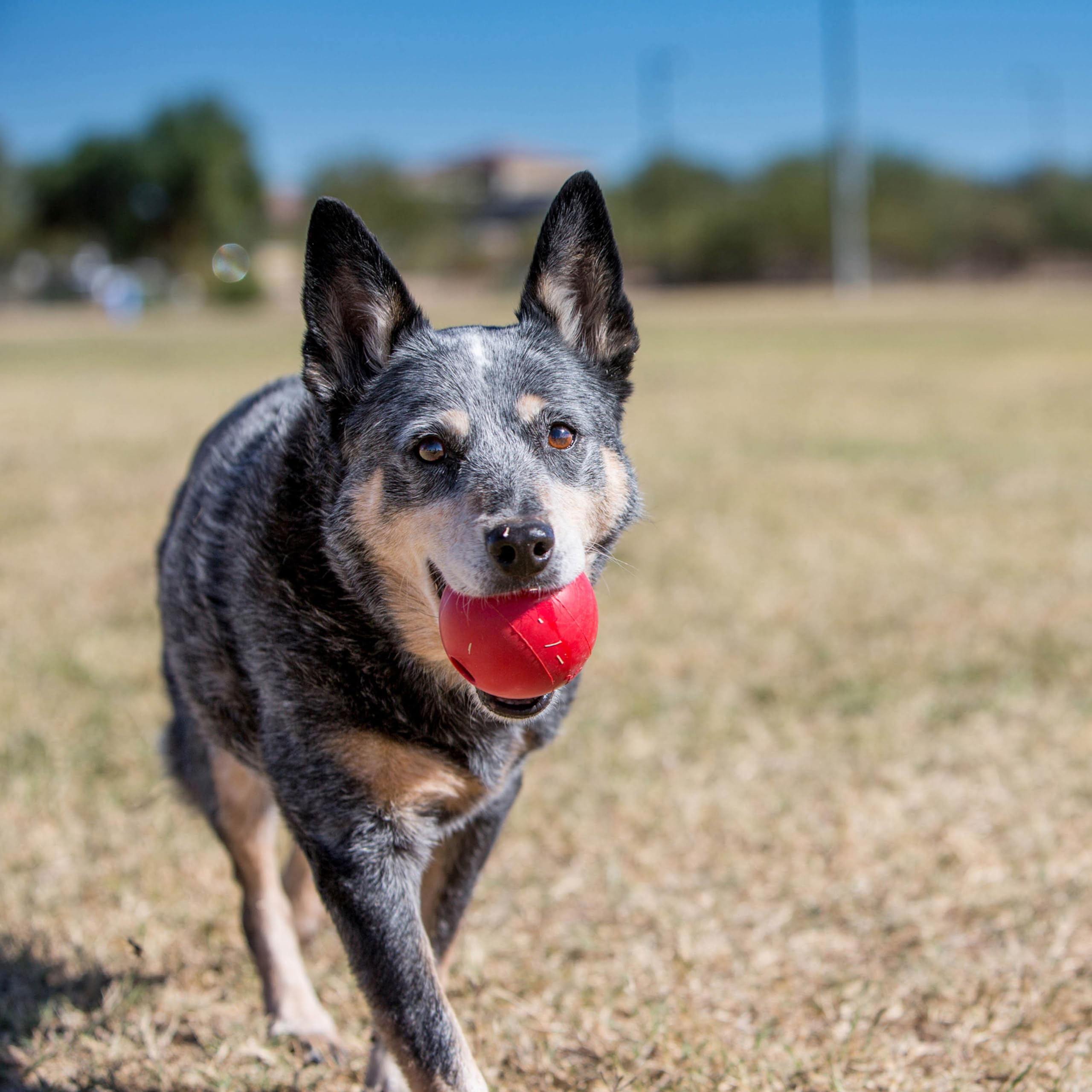 Kong Ball With Hole - Durable Dog Fetch Toy For Training, Interactive Playtime & More - Classic Kong Natural Rubber Ball - Red - For Small Dogs