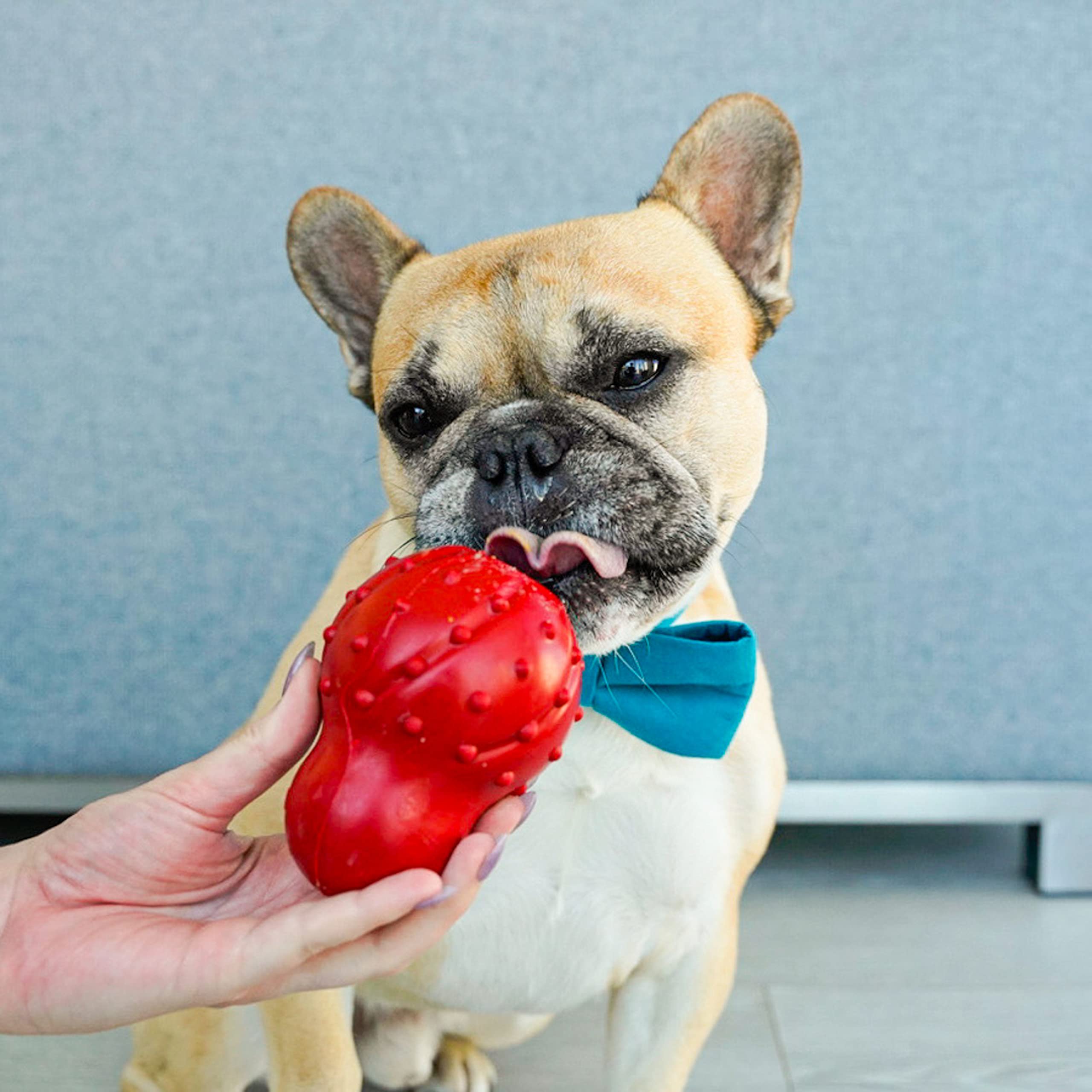 Nylabone Stuffable Cone Strong Chew Toy For Dogs, Rubber Dog Toys For Moderate & Aggressive Chewers, Bacon Flavor, Small - Up To 25 Ibs, 1 Count