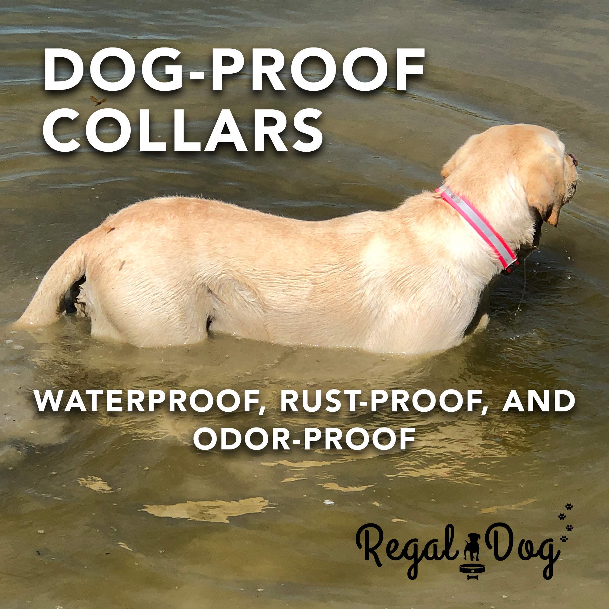 Regal Dog Products Medium Lime Green Heavy Duty Reflective Dog Collar With Durable Metal Buckle And D Ring Adjustable Chew Proof