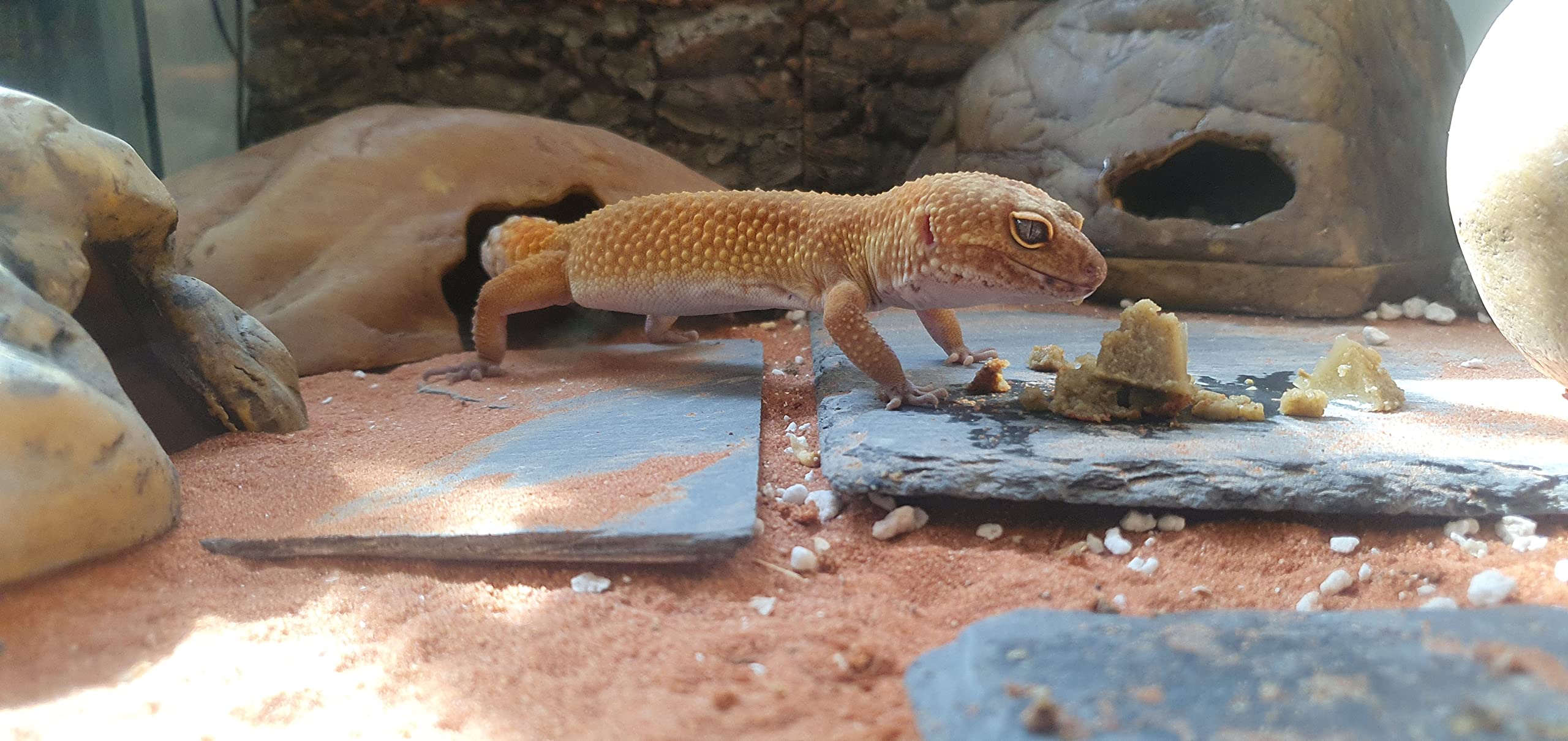 Gargeer Leopard Gecko Food 3oz. Complete Gel Diet for Both Juveniles and Adults. Proudly Made in The USA, Using Premium Ingredie