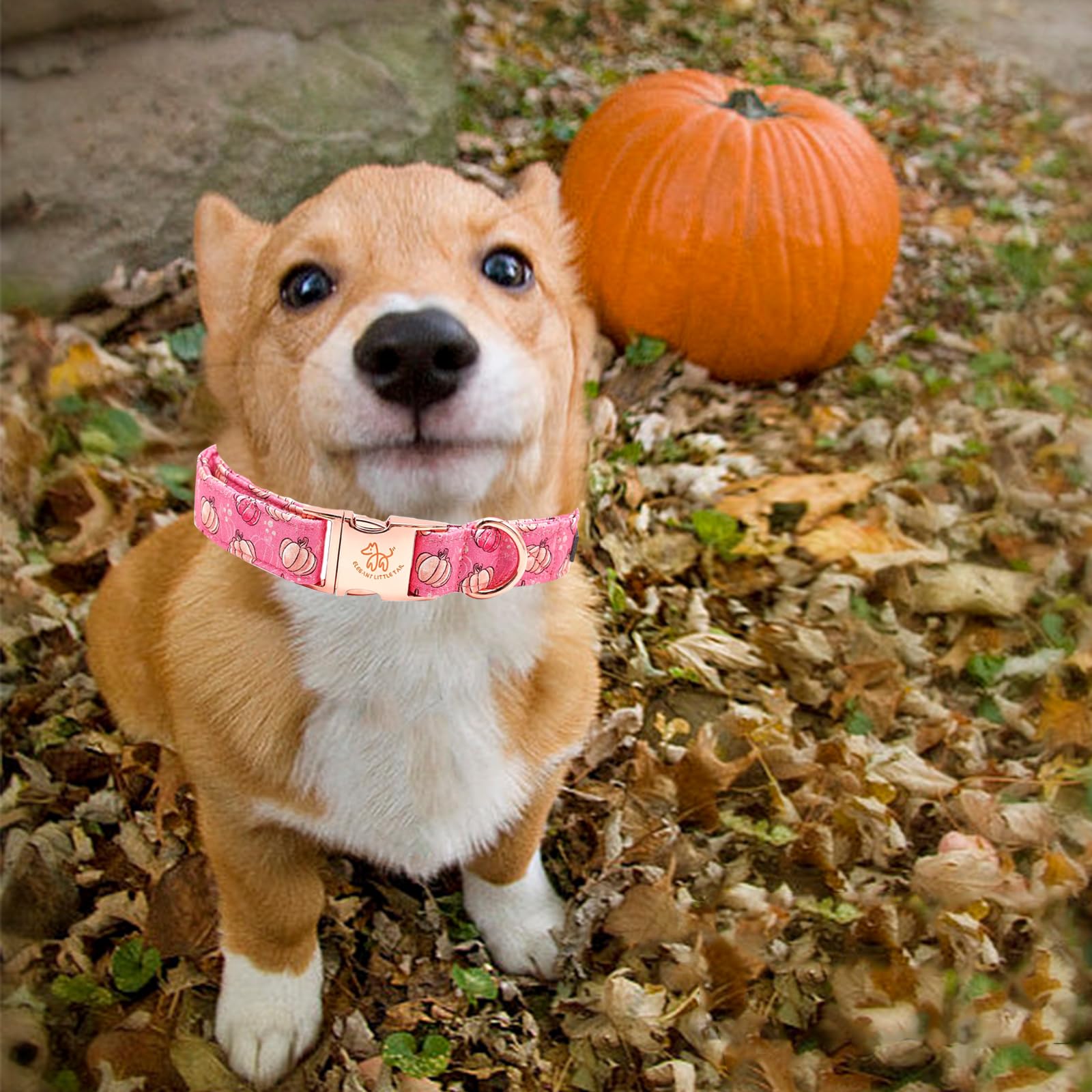 Elegant Little Tail Pumpkin Print Cotton Dog Collar With Metal Buckle For Medium Dogs
