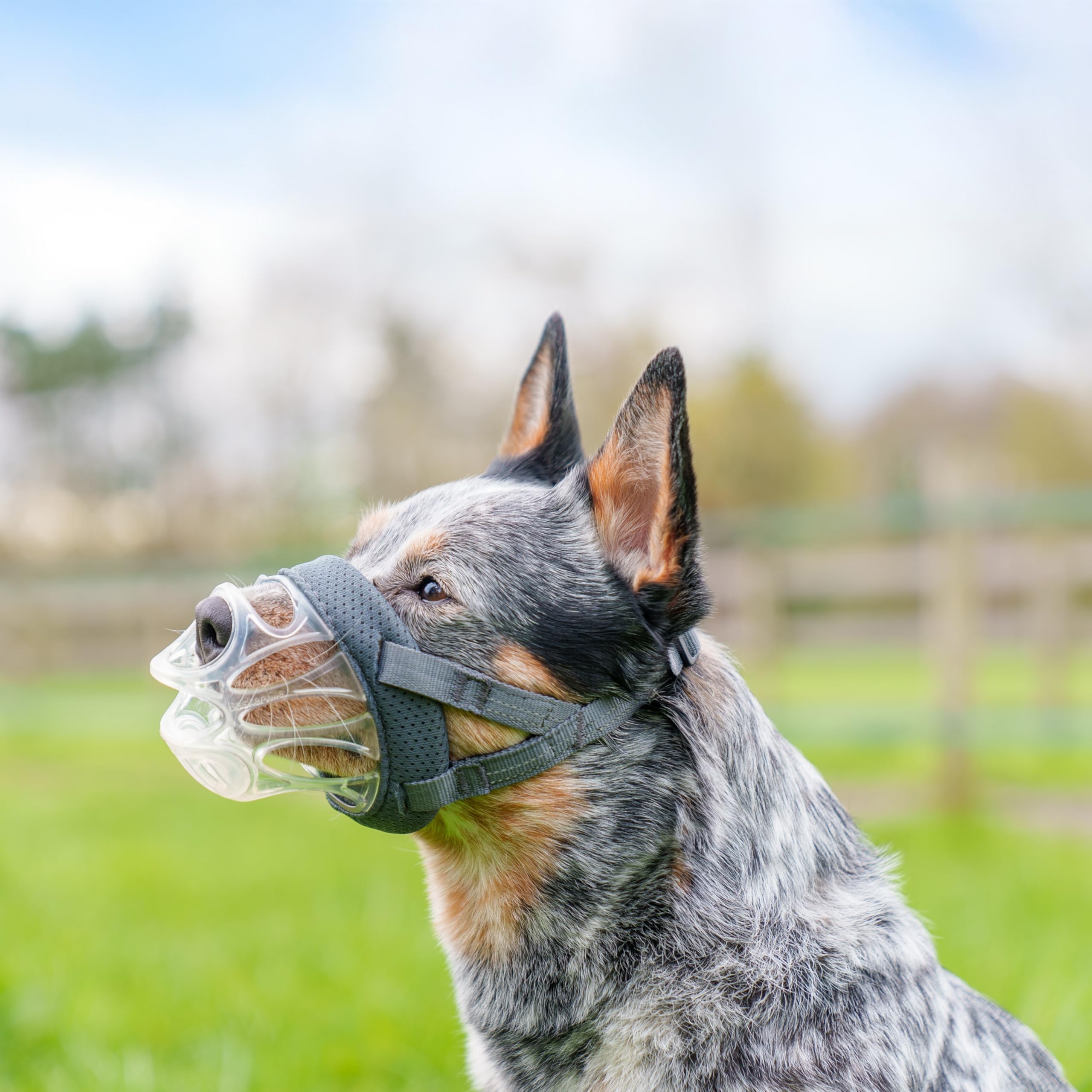 Baskerville INVISA Basket Dog Muzzle - Patented Humane Design with Facial Visibility, Padded Nose Band, Dog can Pant and Drink,
