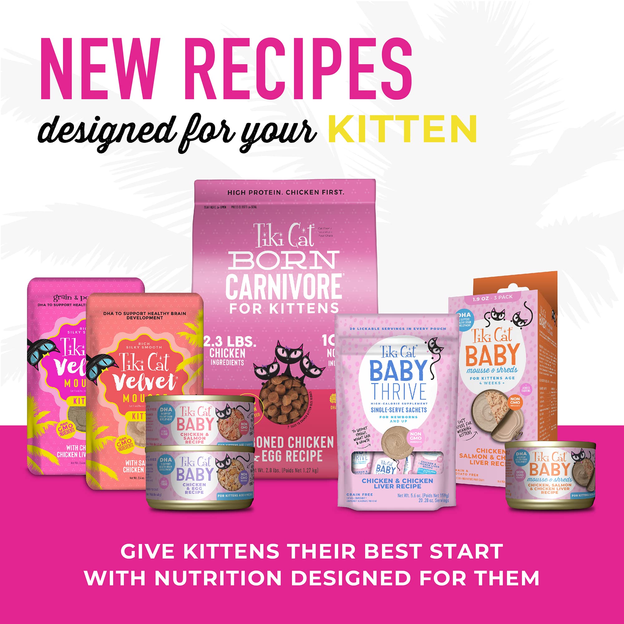 Tiki Cat Baby, Chicken & Salmon, High-Protein and 100% Non-GMO Ingredients, Wet Cat Food for Kittens 8 Weeks+, 2.4 oz. Cans (Pac