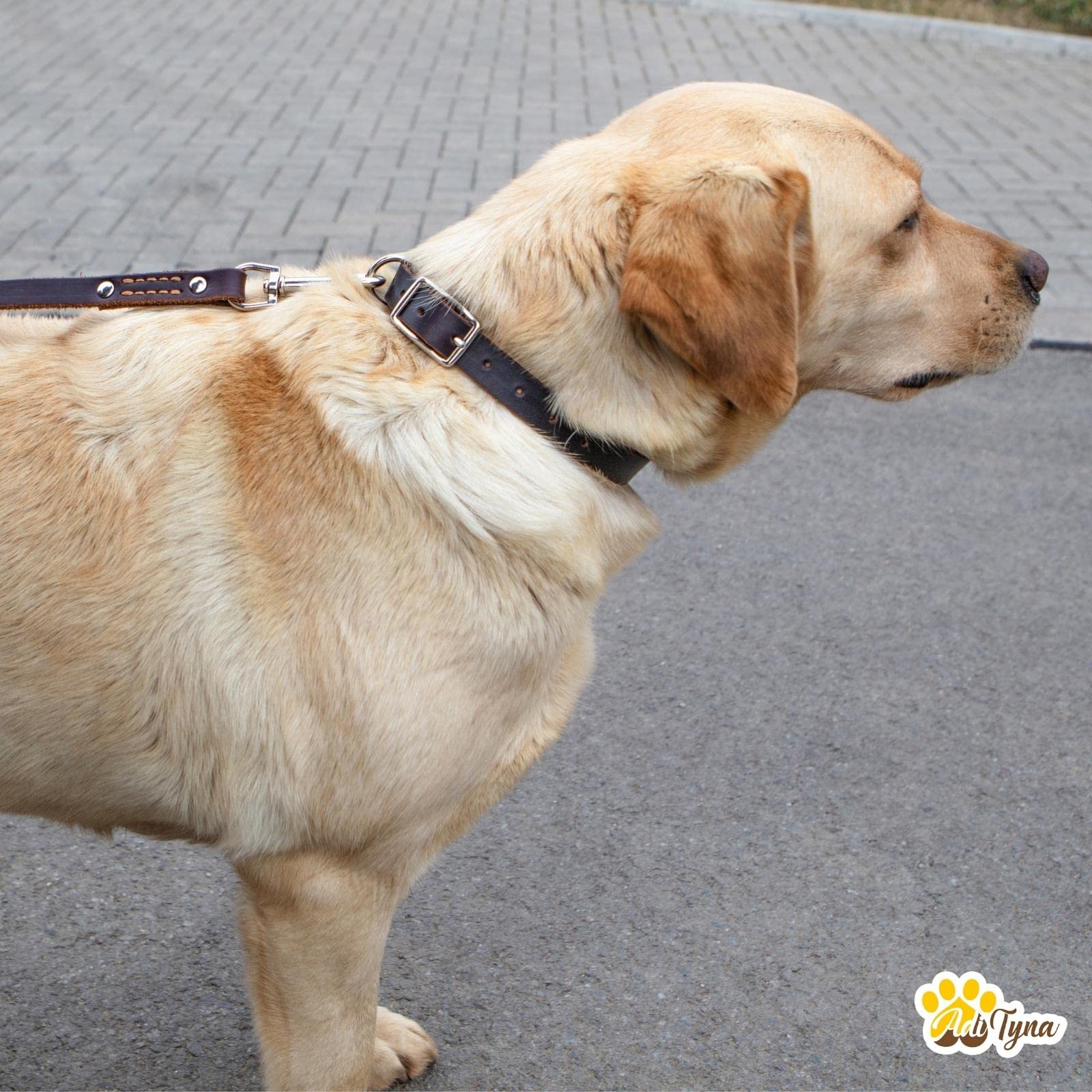 Adityna Leather Dog Collar For Small Dogs - Classic, Soft, Strong, Heavy Duty, Handmade Top-Grain Leather - For Walking, Trainin