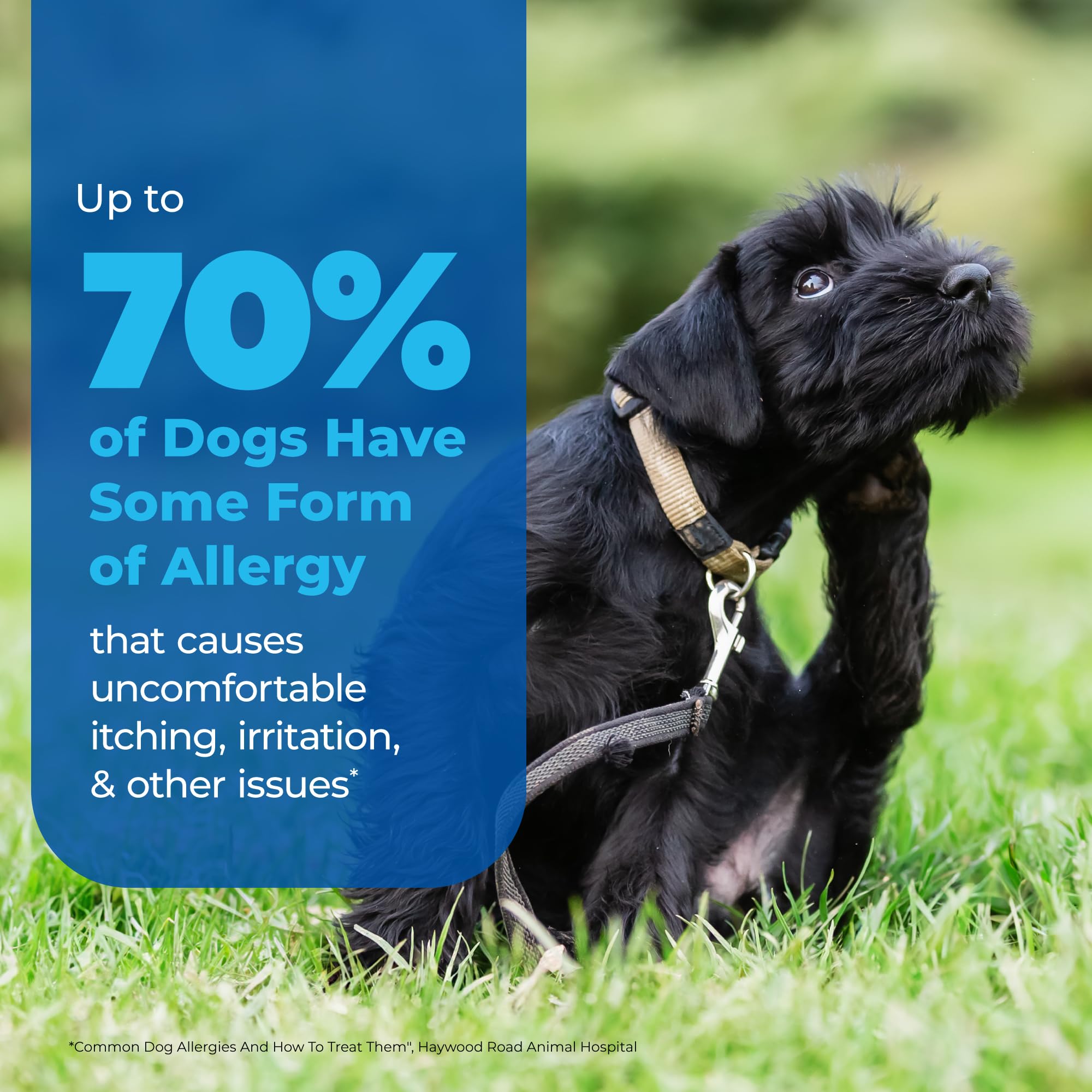 Vetnique Dermabliss Anti Itch Spray for Dogs & Cats with Hydrocortisone for Allergies and Immediate Dog Itching Skin Relief - Fr