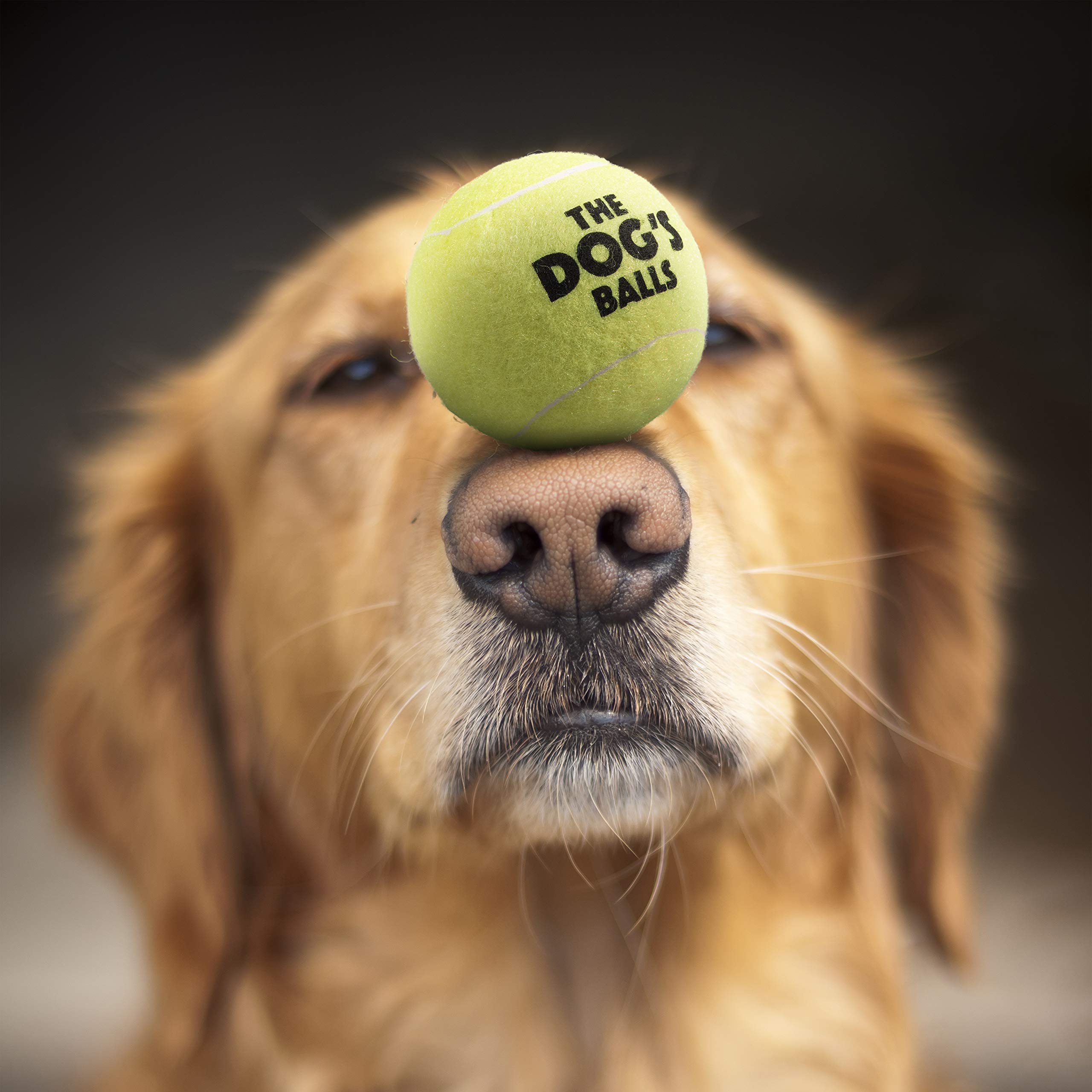 The Dog'S Balls, Dog Tennis Balls, 12-Pack Yellow, 2.5 Inches Diameter Dog Toy, Strong Dog & Puppy Ball For Training, Play, Exercise & Fetch