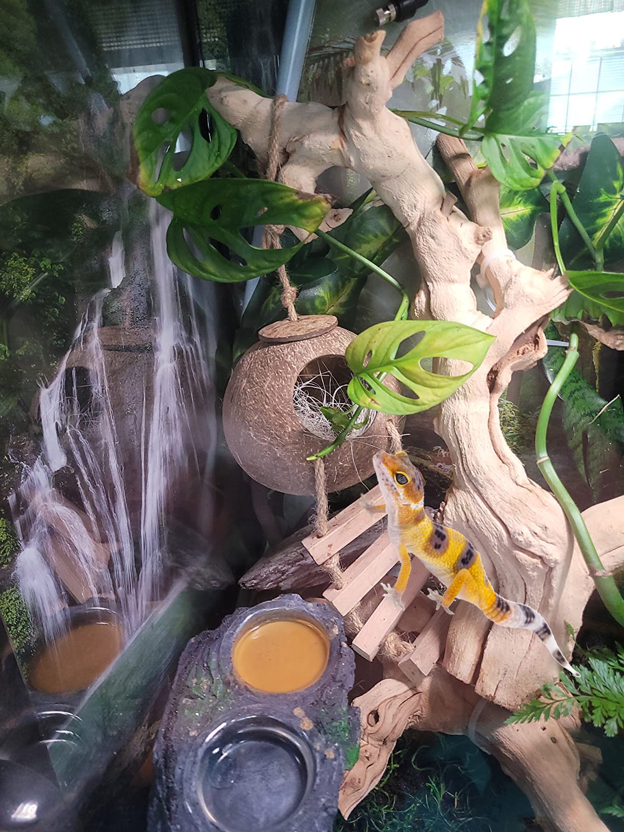 PINVNBY Crested Gecko Coconut Hut with Ladder,Natural Lizard Coconut Shell Hideout Home Reptile Coco Den with Jungle Climber Vin