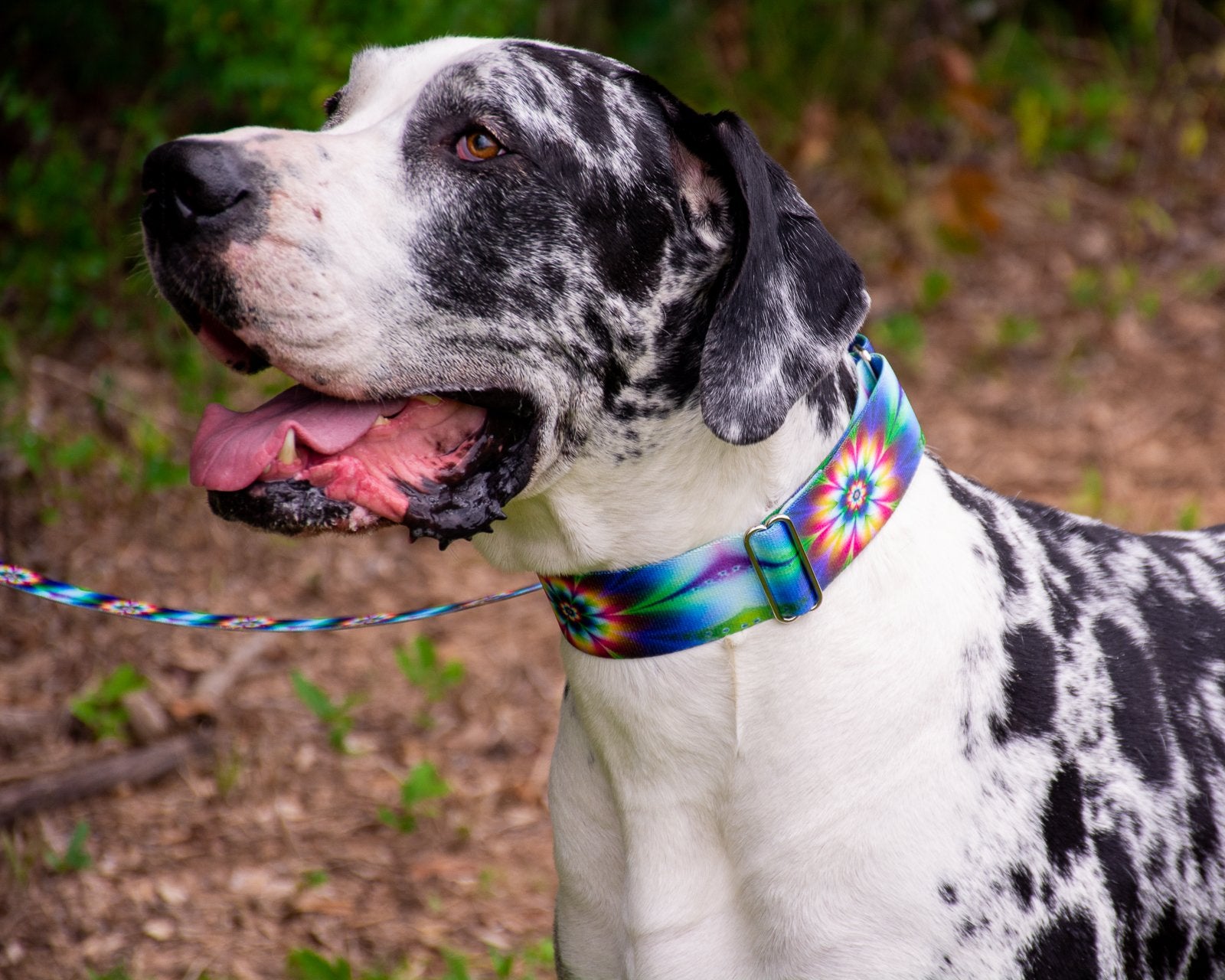 Country Brook Petz - Tie Dye Flowers Martingale Dog Collar - Groovy Collection Featuring Far Out Designs (1 Inch, Medium)