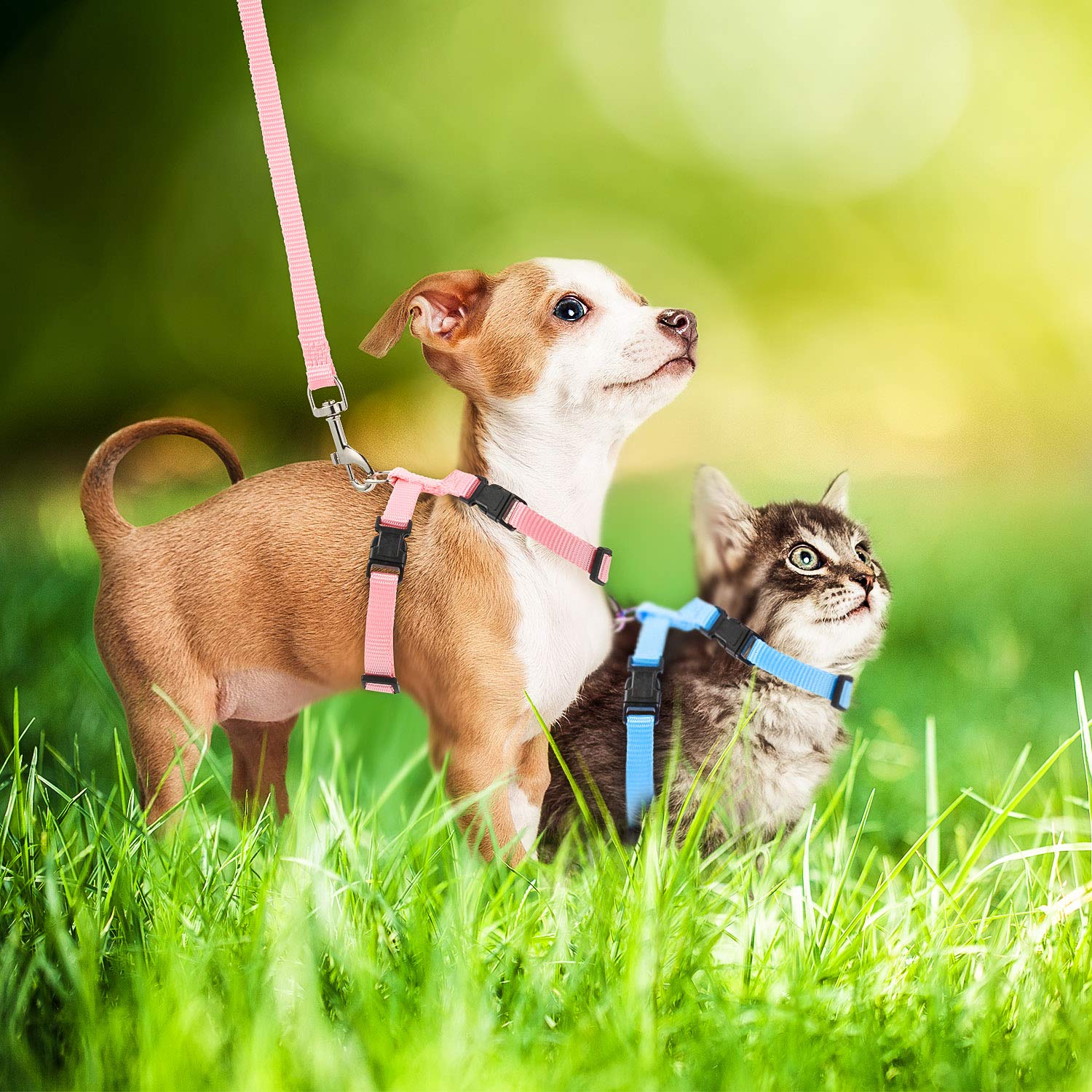 Outus 5 Pieces Adjustable Rabbit Harness And Leash Set Escape Proof Bunny Harness Vest For Pet Running Walk Jogging Leash Harness For Bunny Cat Puppy Kitten Ferret And Other Small Pet(Fresh Color)