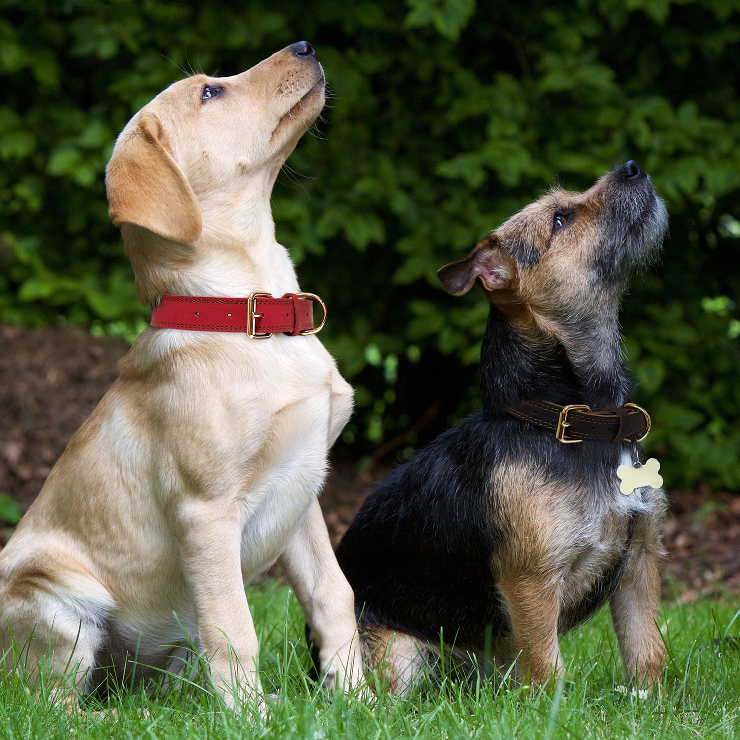 Lwbmg Leather Dog Collar,Heavy Duty Dog Collar,Soft And Strong Leather Adjustable Dog Collar For Small Medium Dogs Black Small